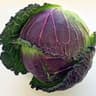 Cabbage: January King