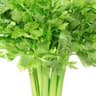 Celery