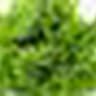 Lettuce: Batavia