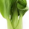 Pak Choi
