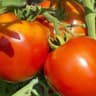 Tomato: Vine