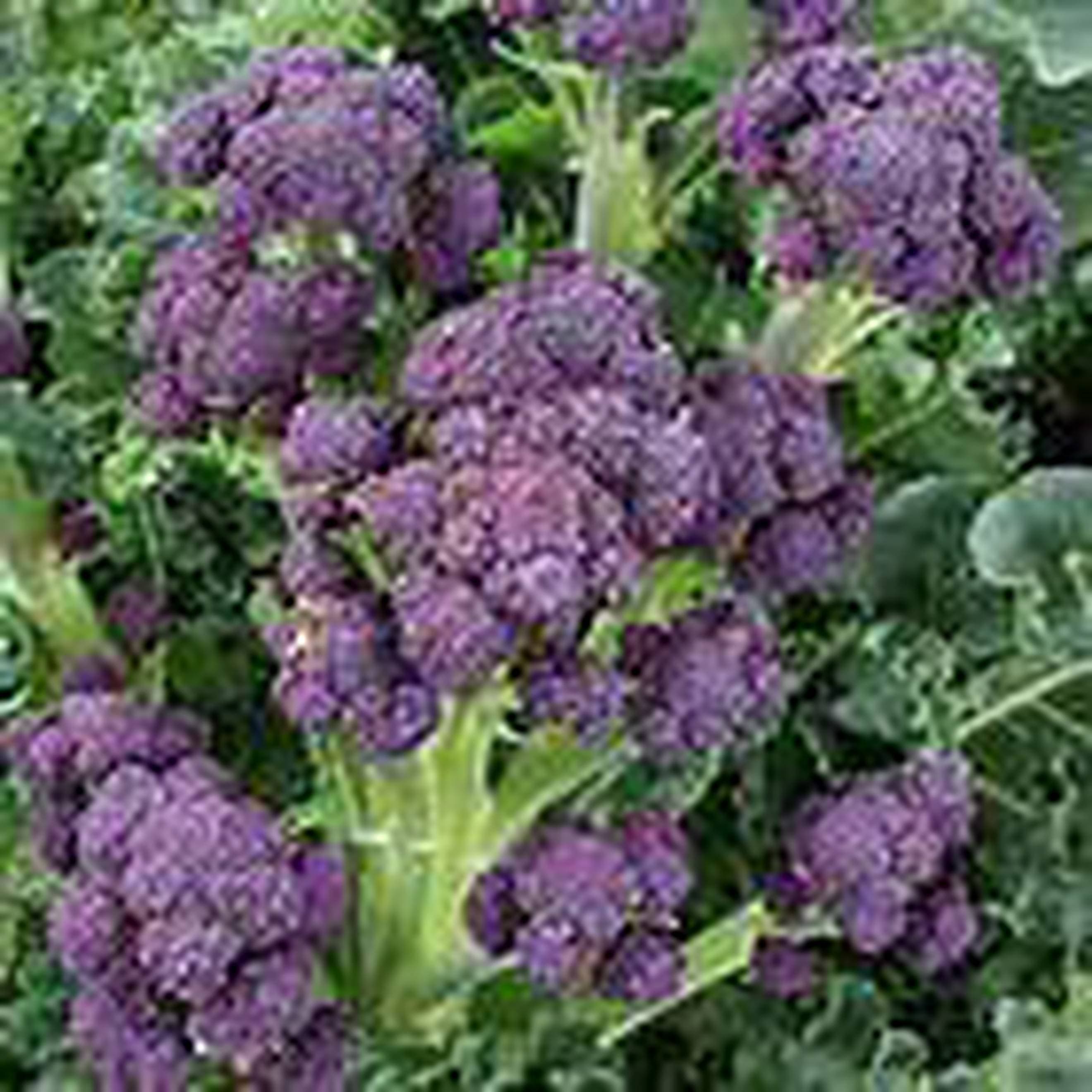 Purple Sprouting 🇬🇧