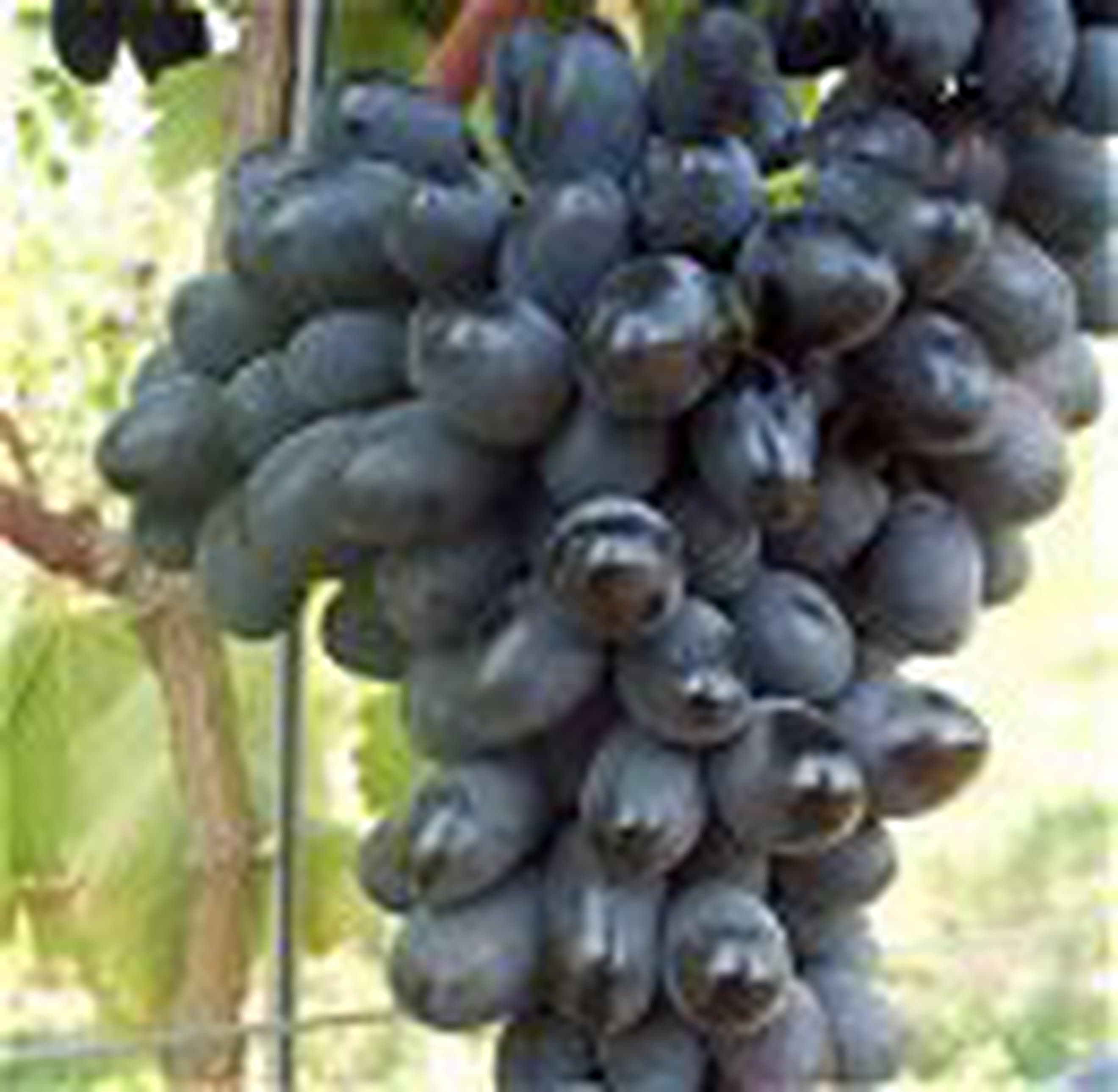 Grape Black Magic