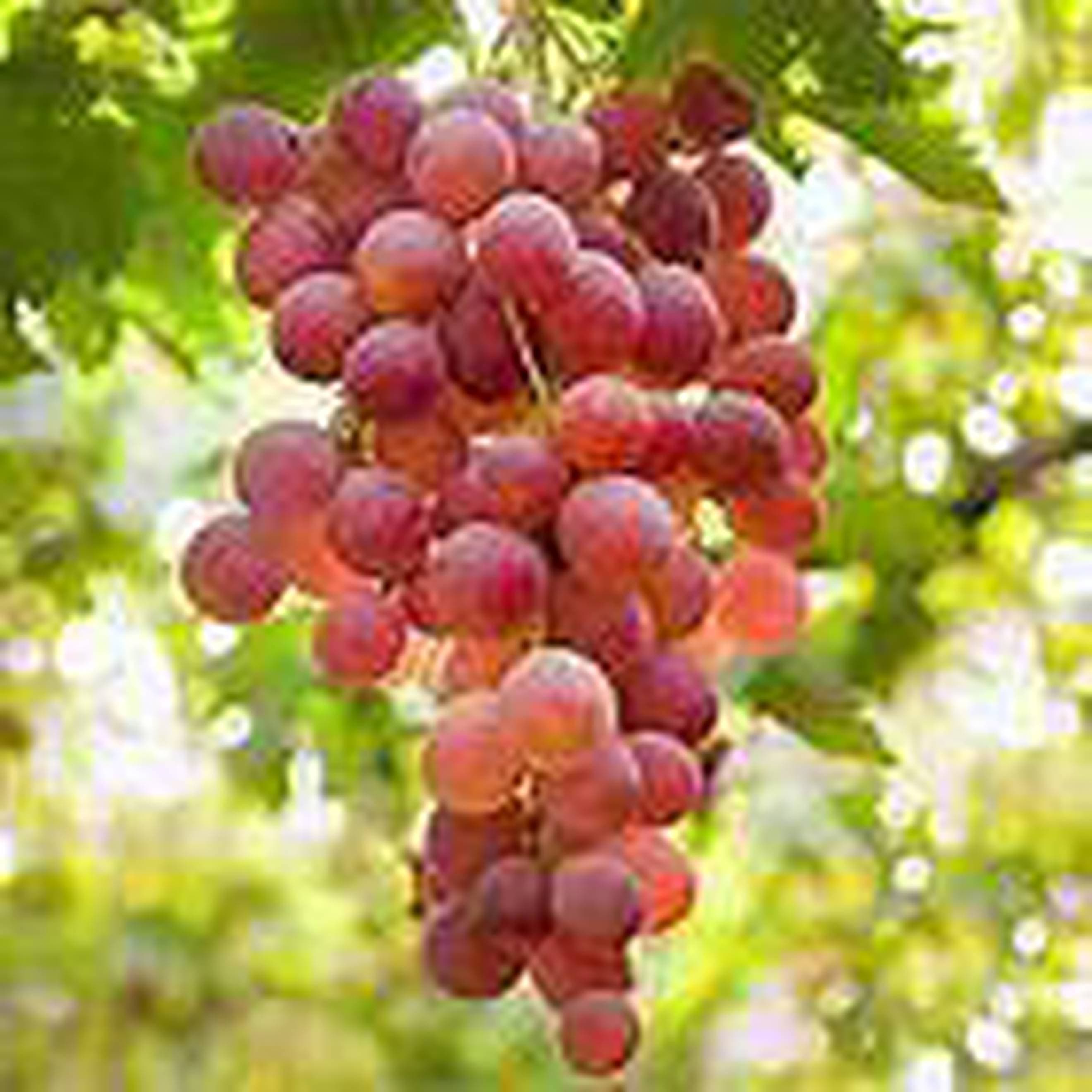 Grape Red Seedless