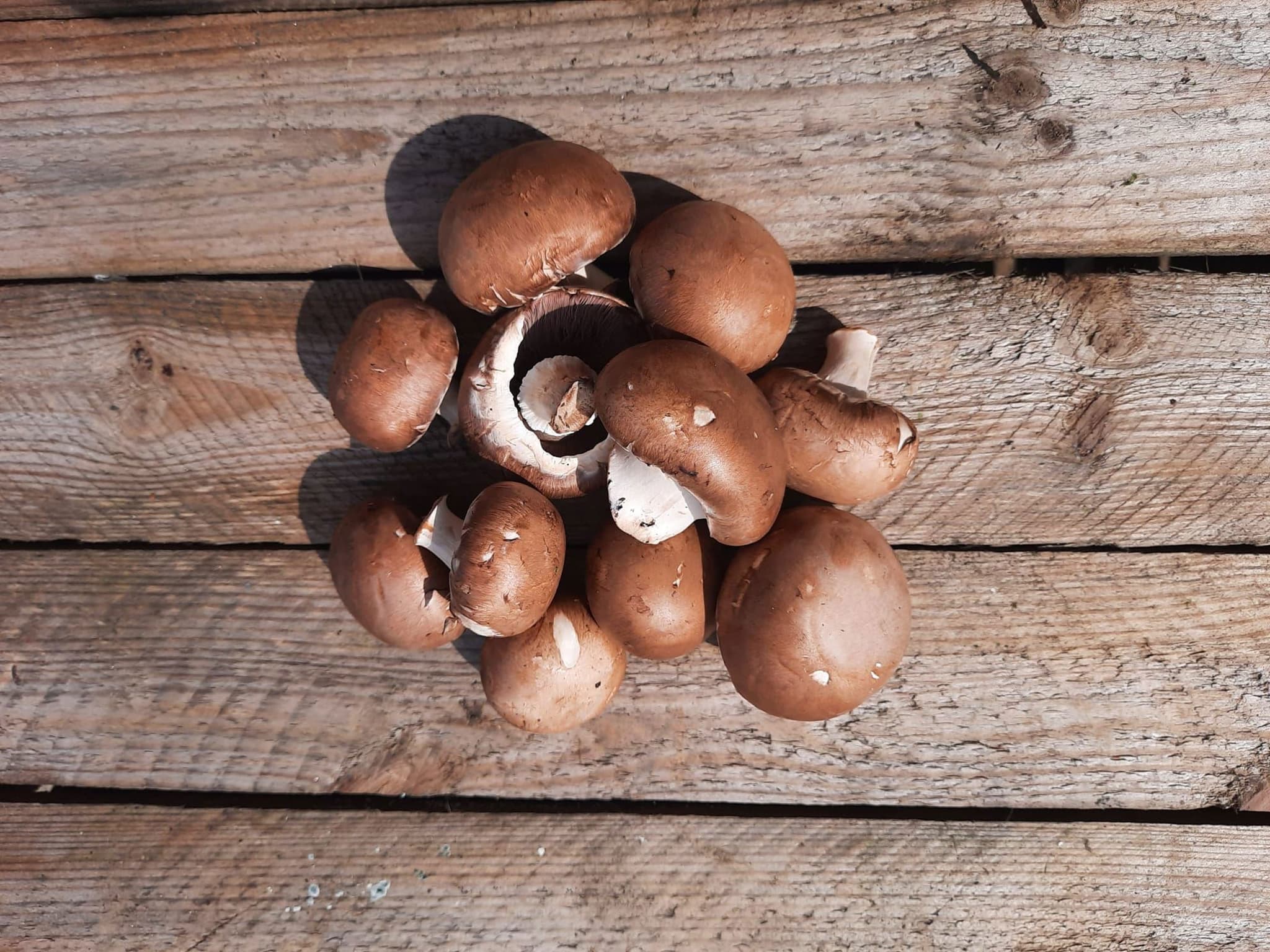 Mushrooms - Chestnut 🇬🇧