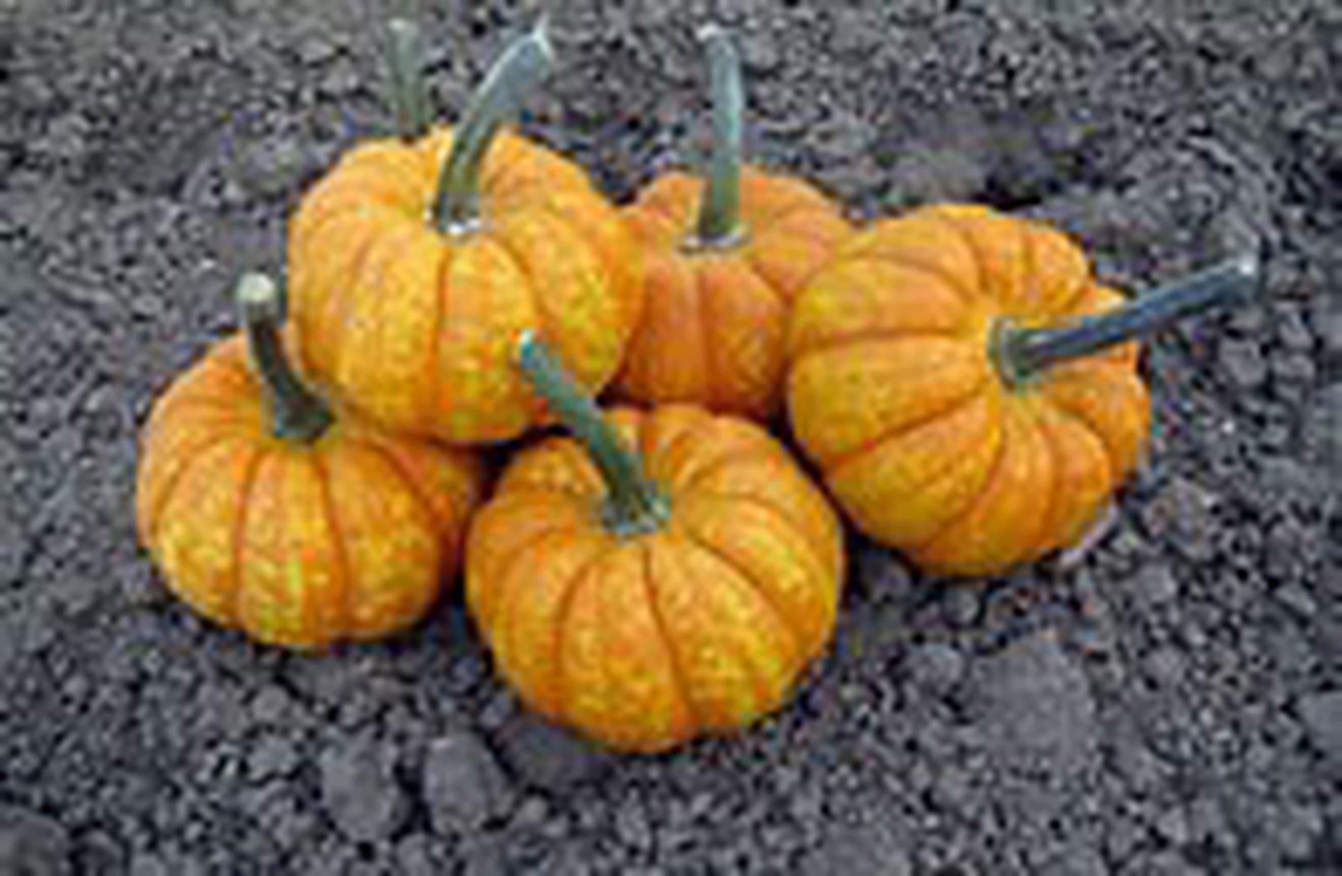 Squash Crunchkin Mini
