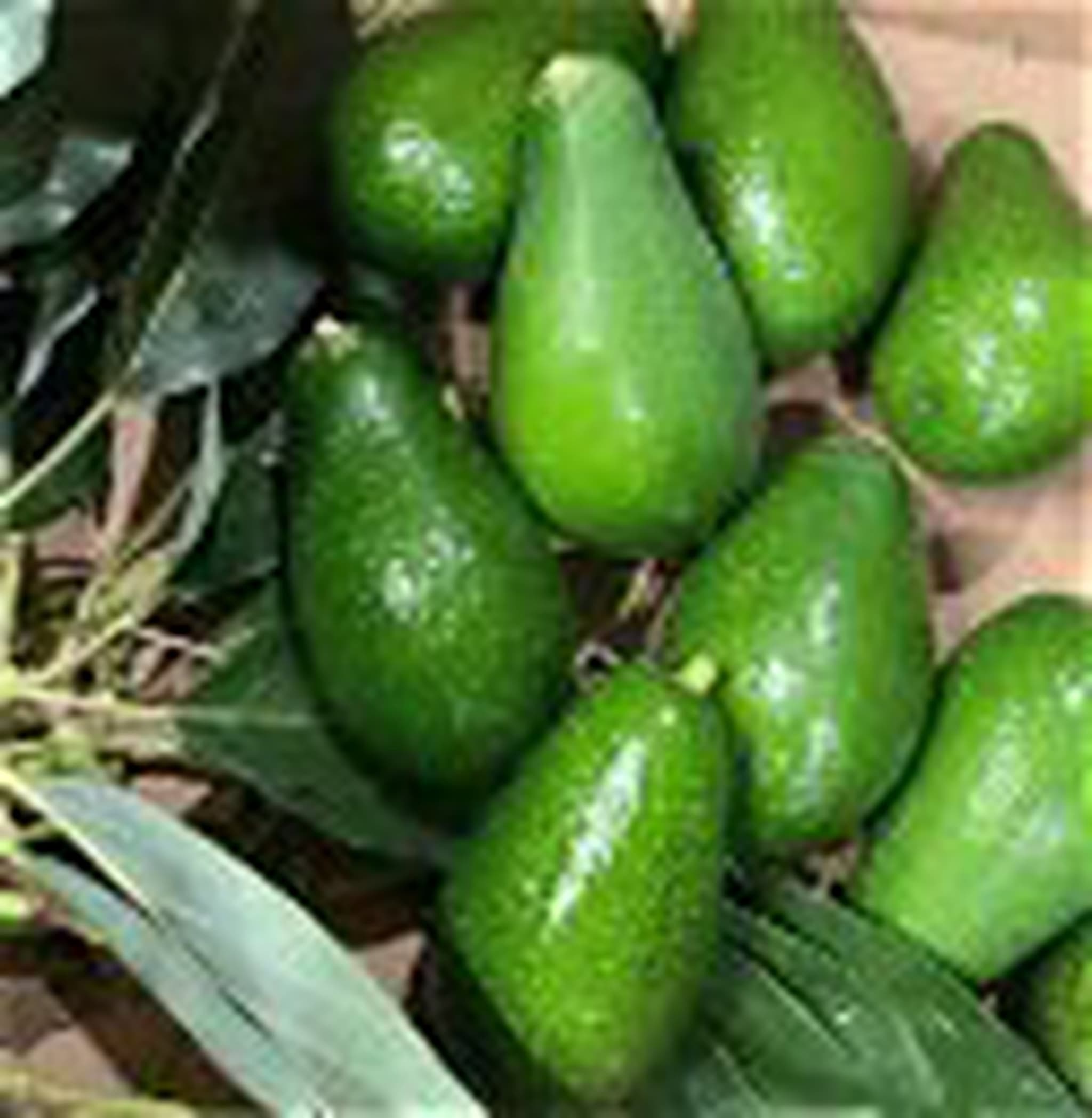Avocado Bacon