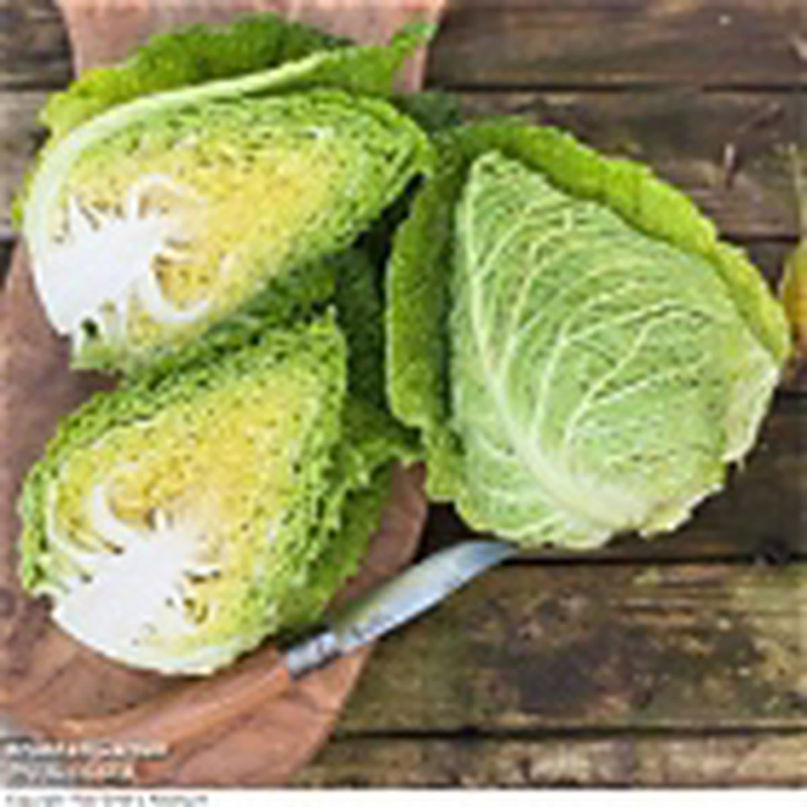 Cabbage Pointed Savoy