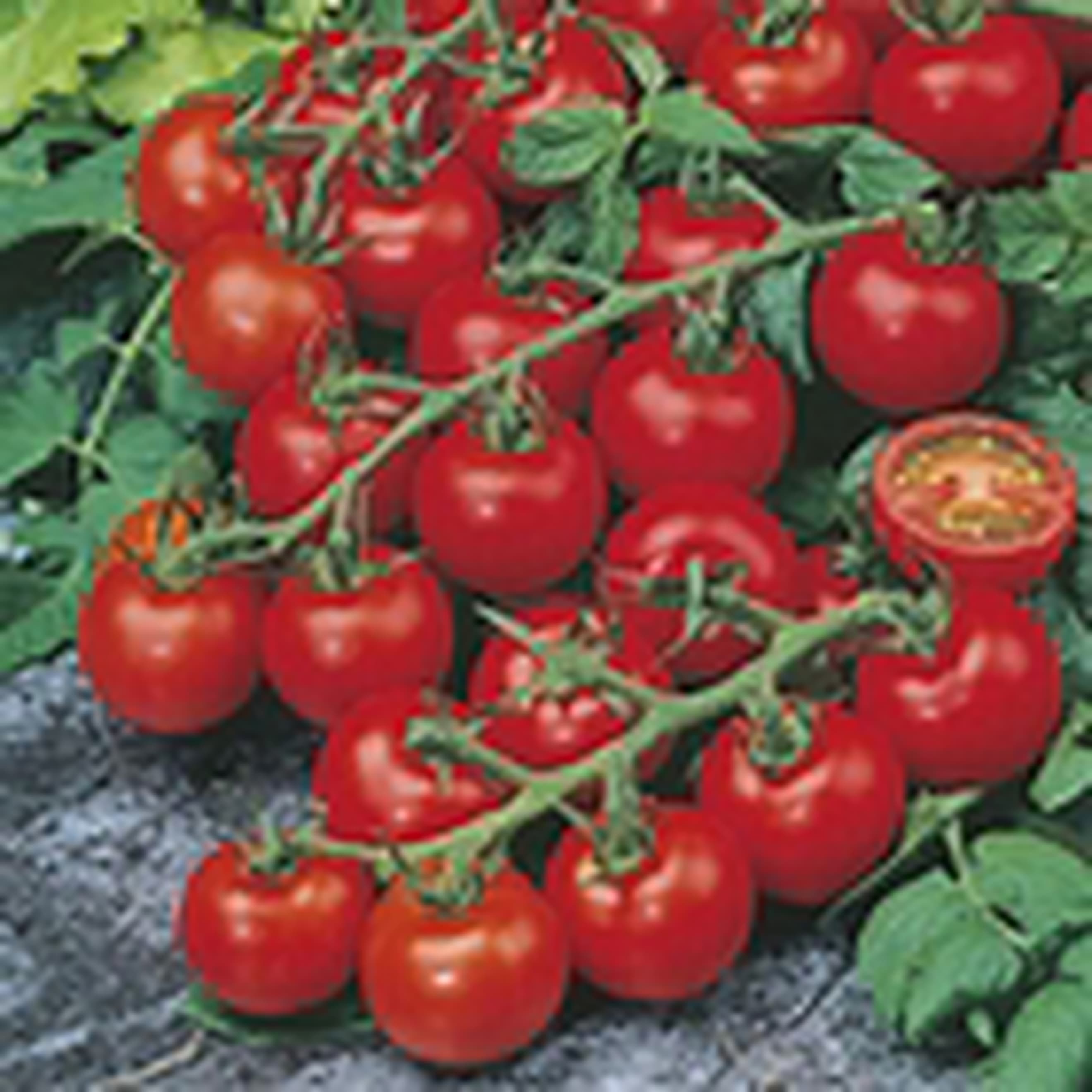Cherry vine tomato