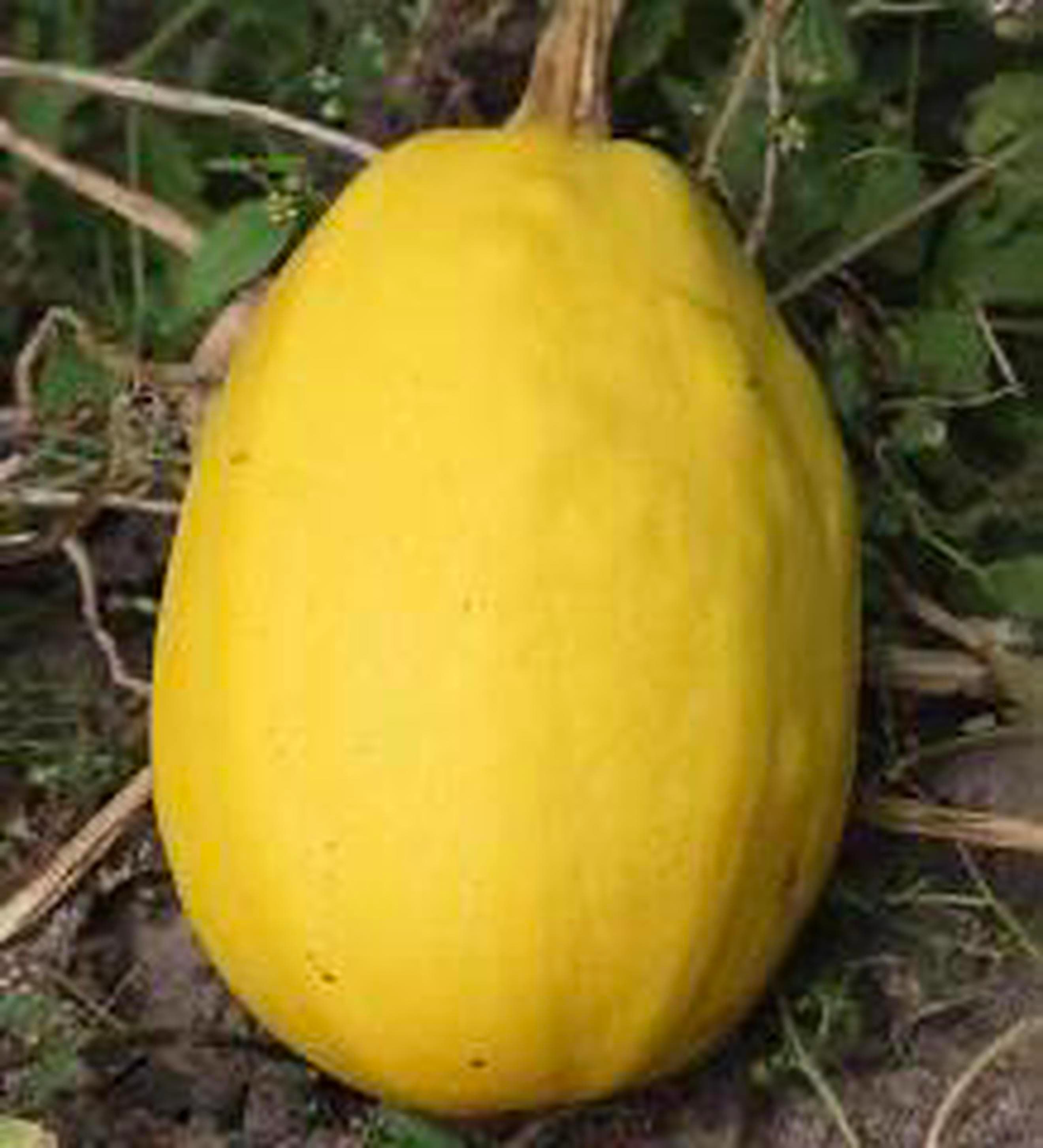 Squash, Spagetti 🇬🇧