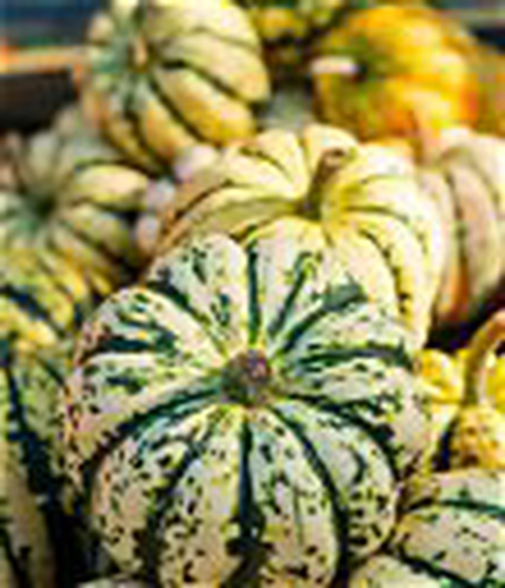 Squash Kemon Mini