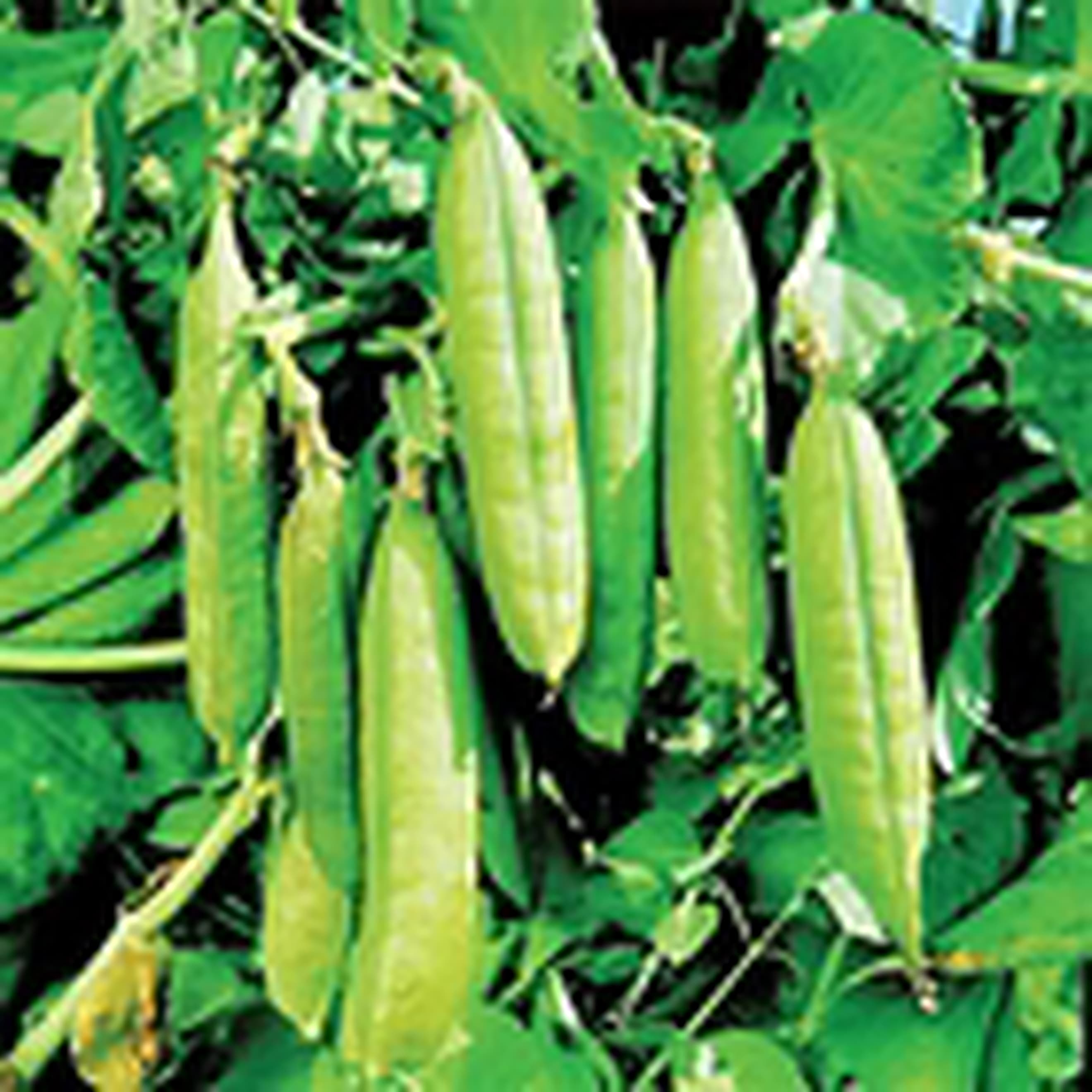Pea