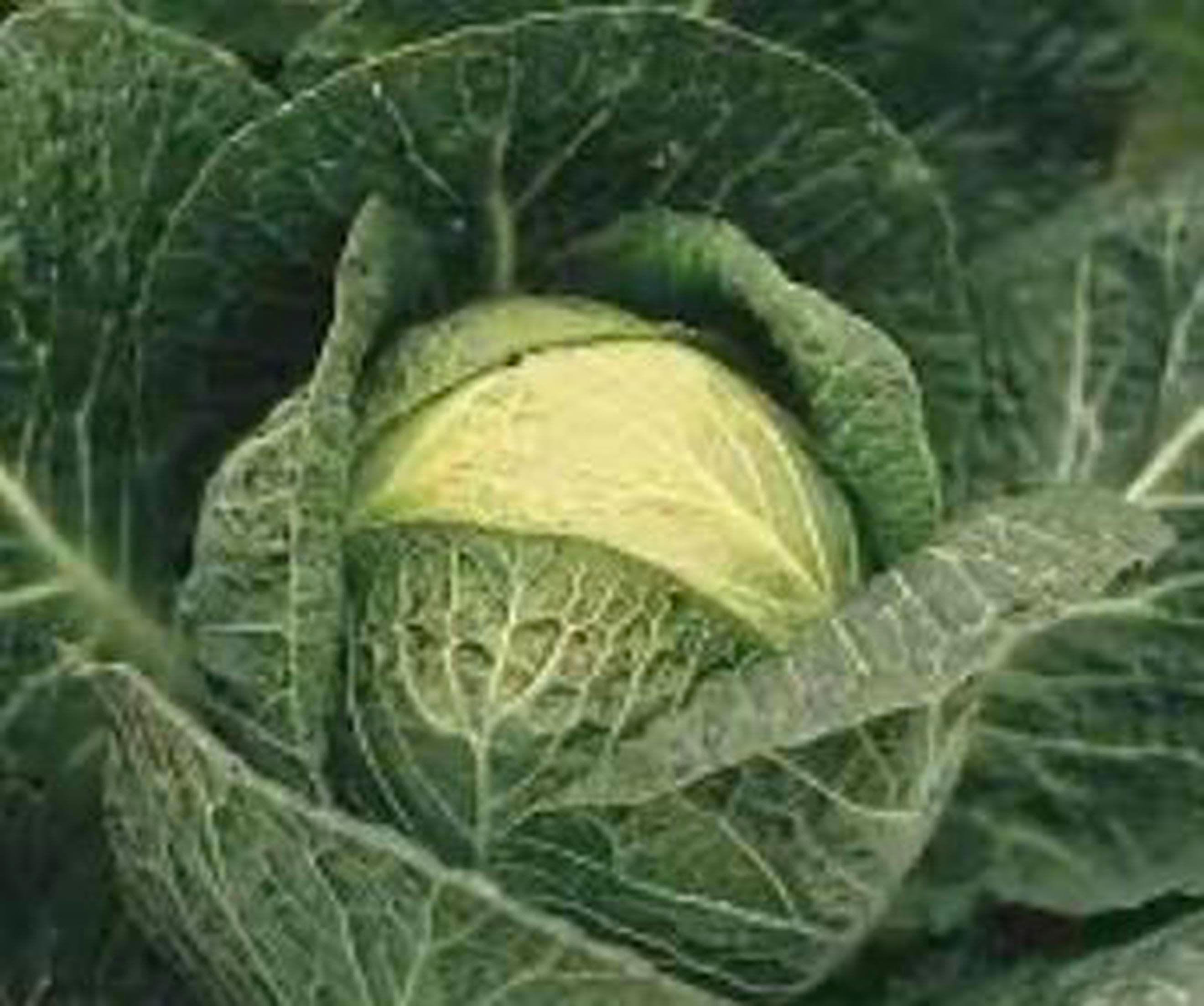 Cabbage, JK 🇬🇧