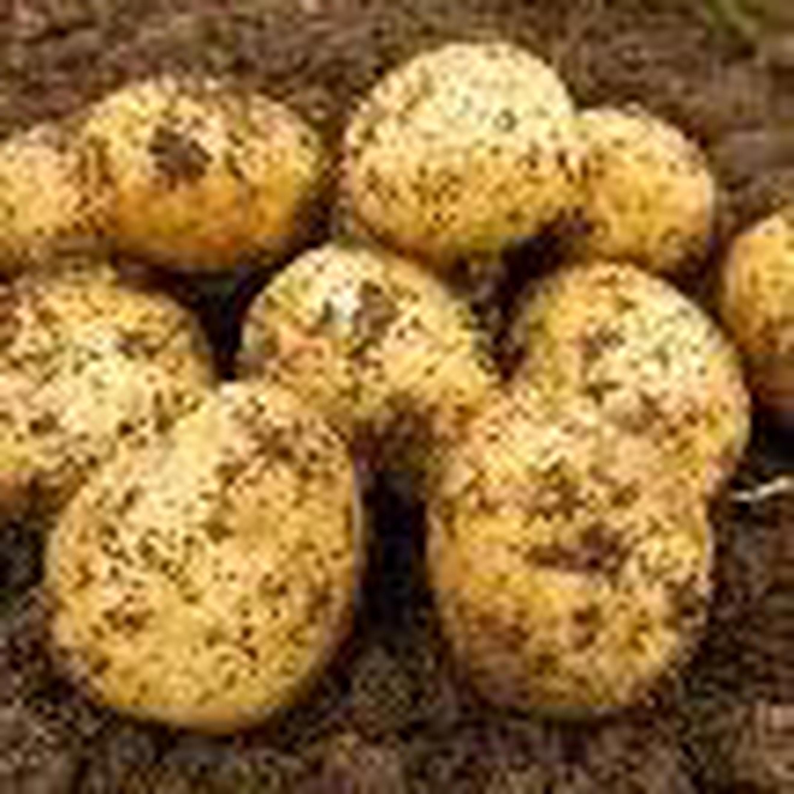 Potatoes, Valor 🇬🇧