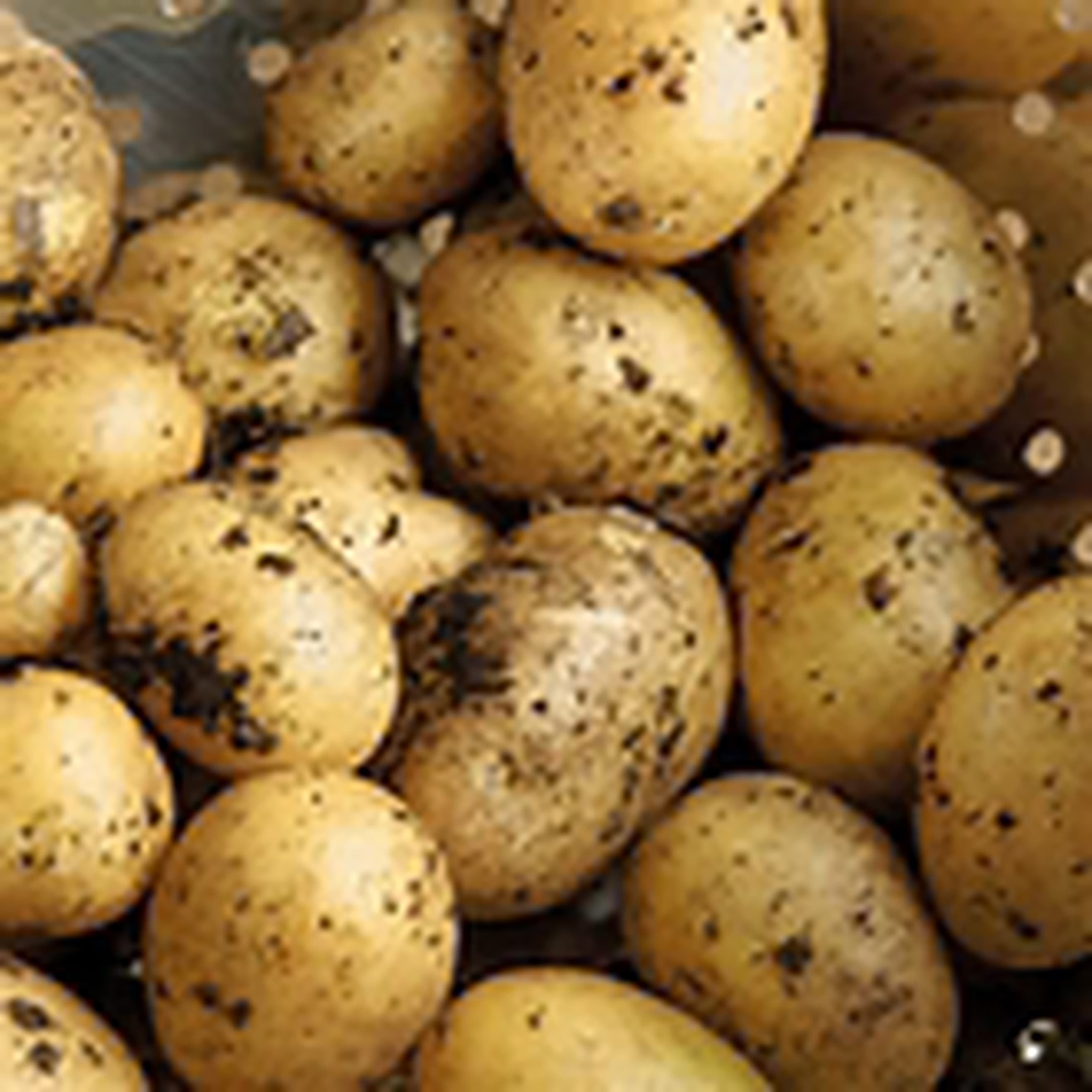 Potato Maris Bard