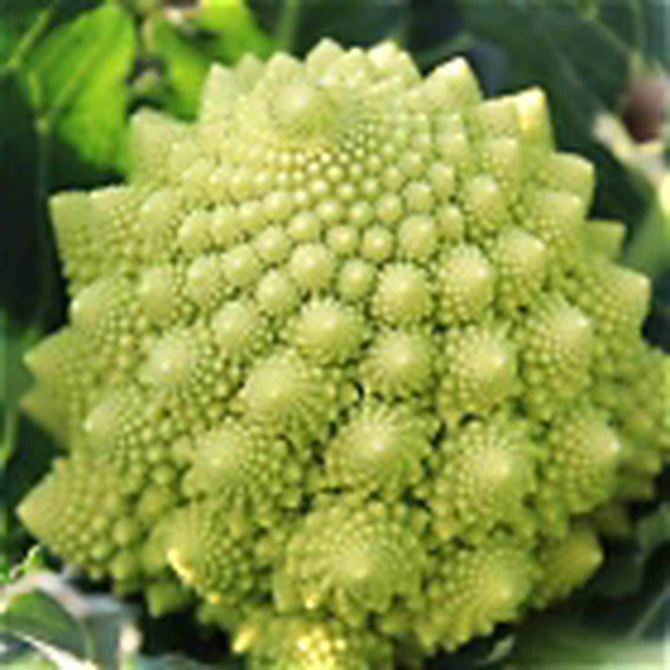 Cauliflower Romanesco