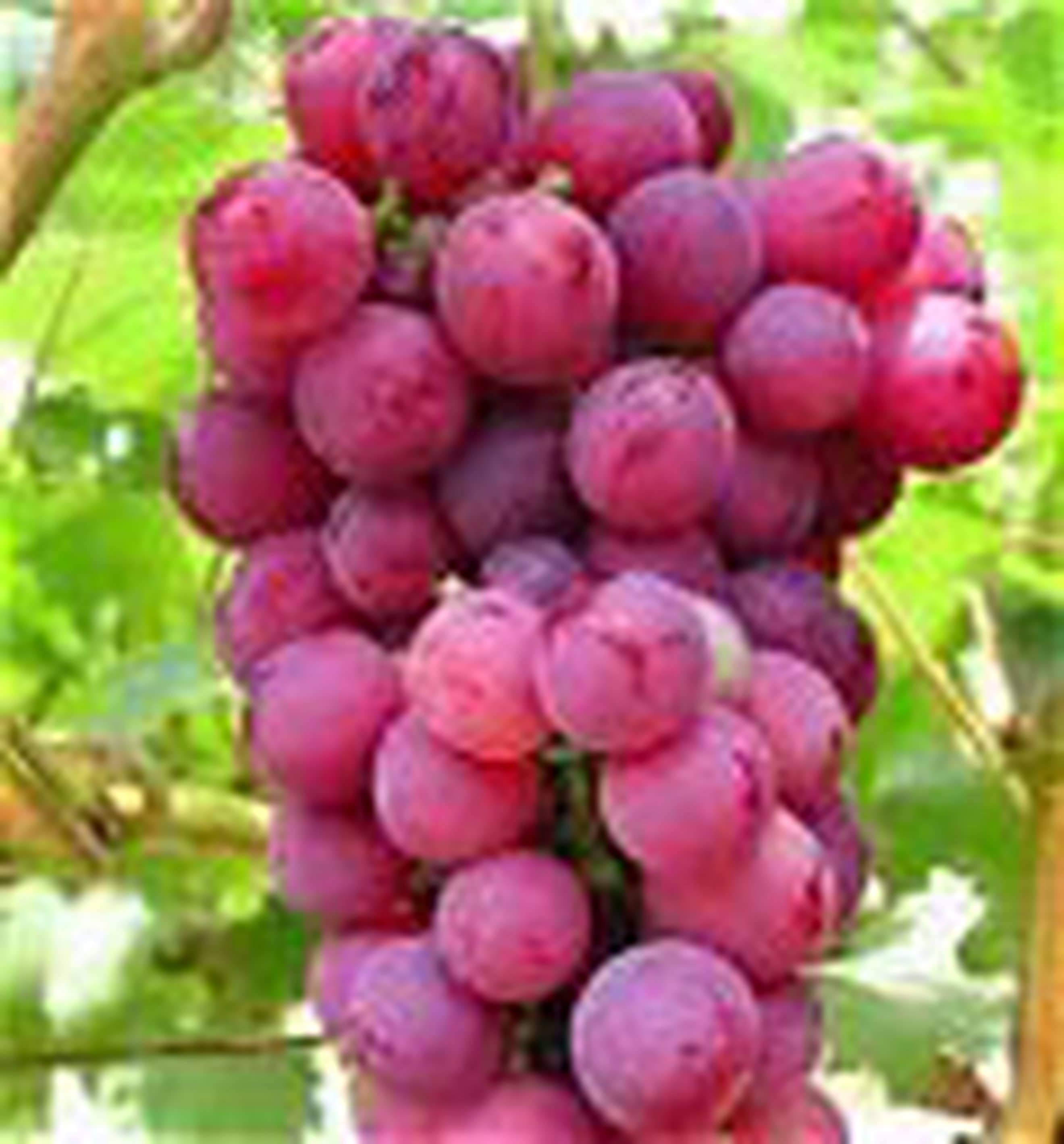 Grape Globe Red