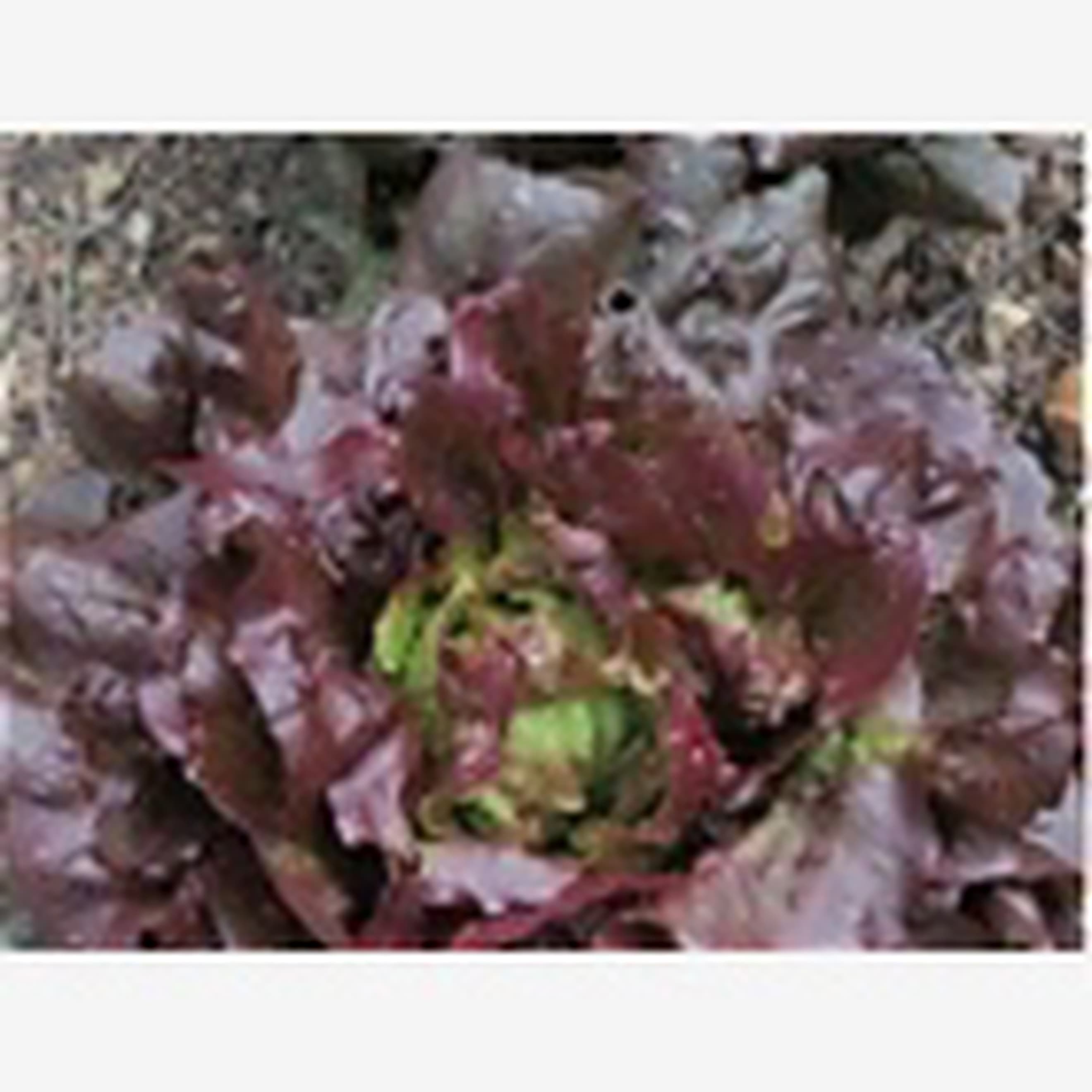 Lettuce Buttavia