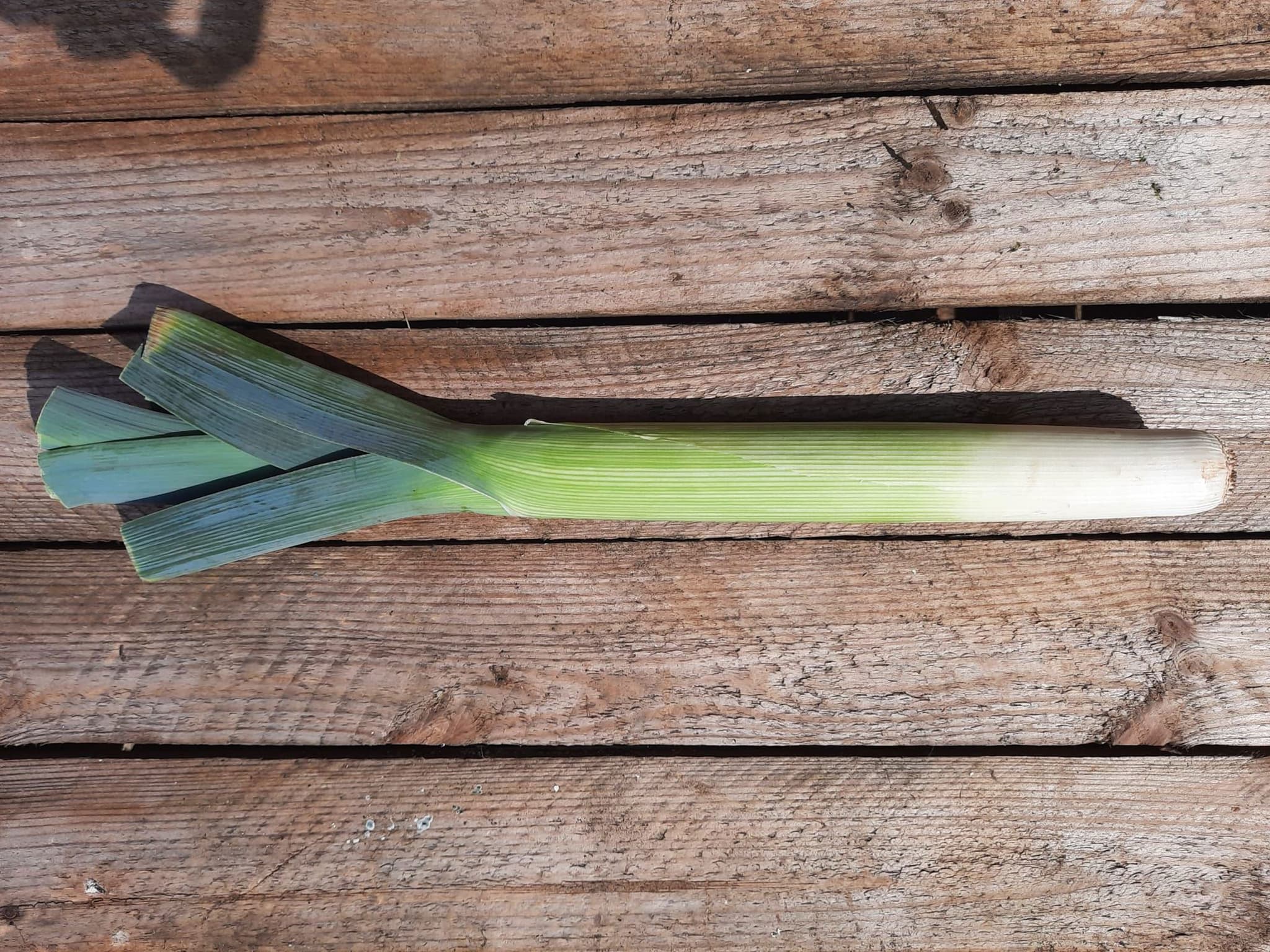 Leek