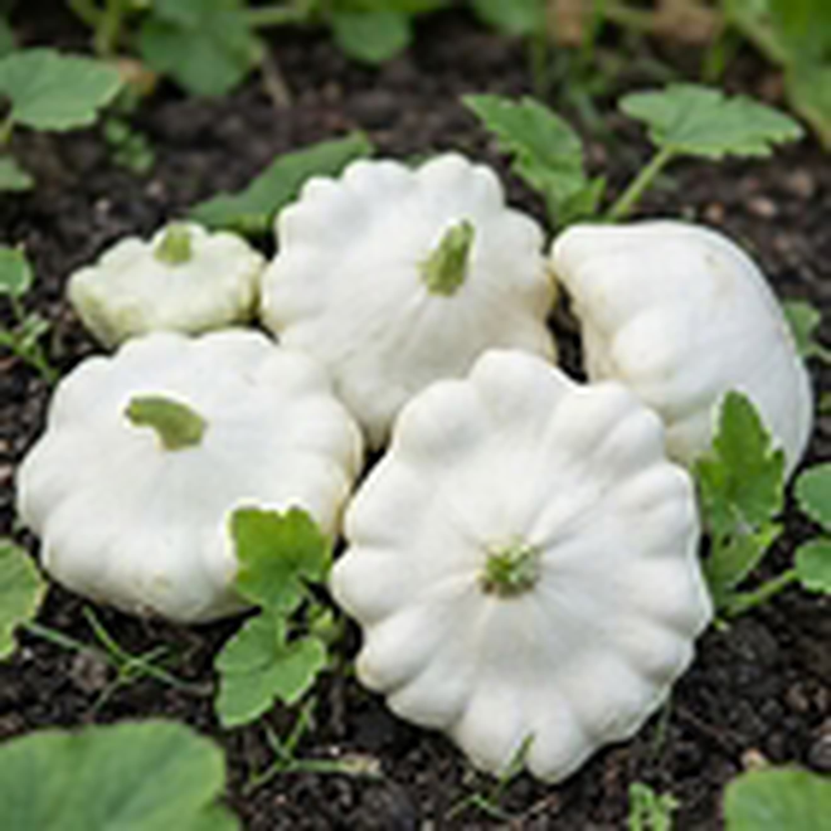 Patty pan