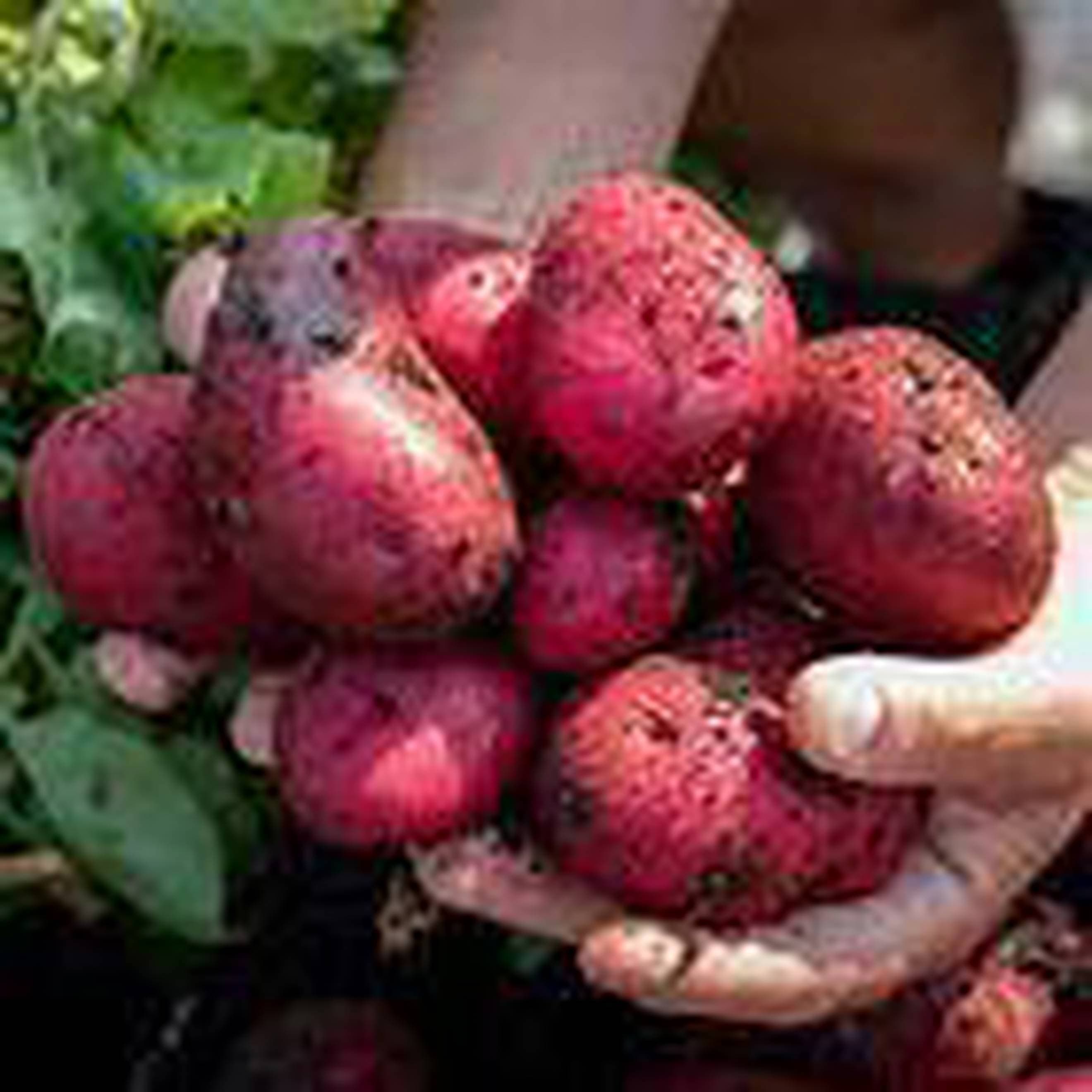 Potato, Duke of York