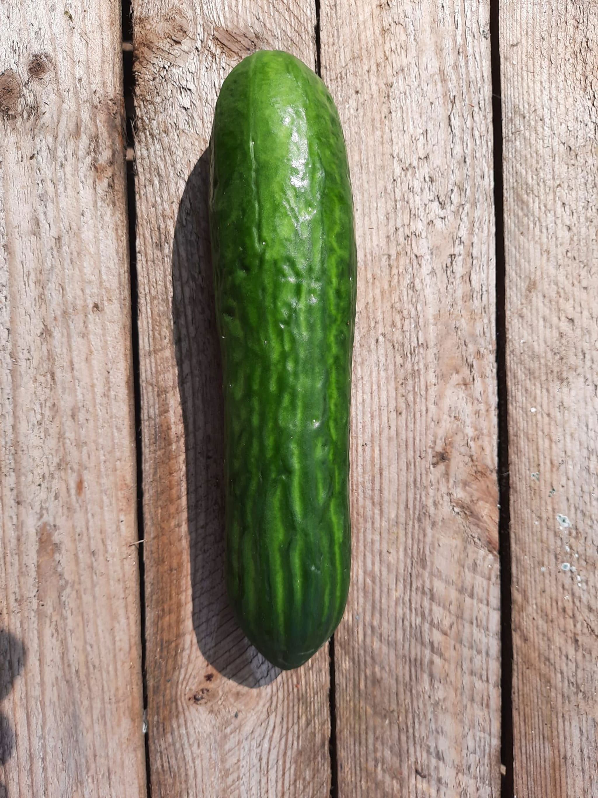 Cucumber