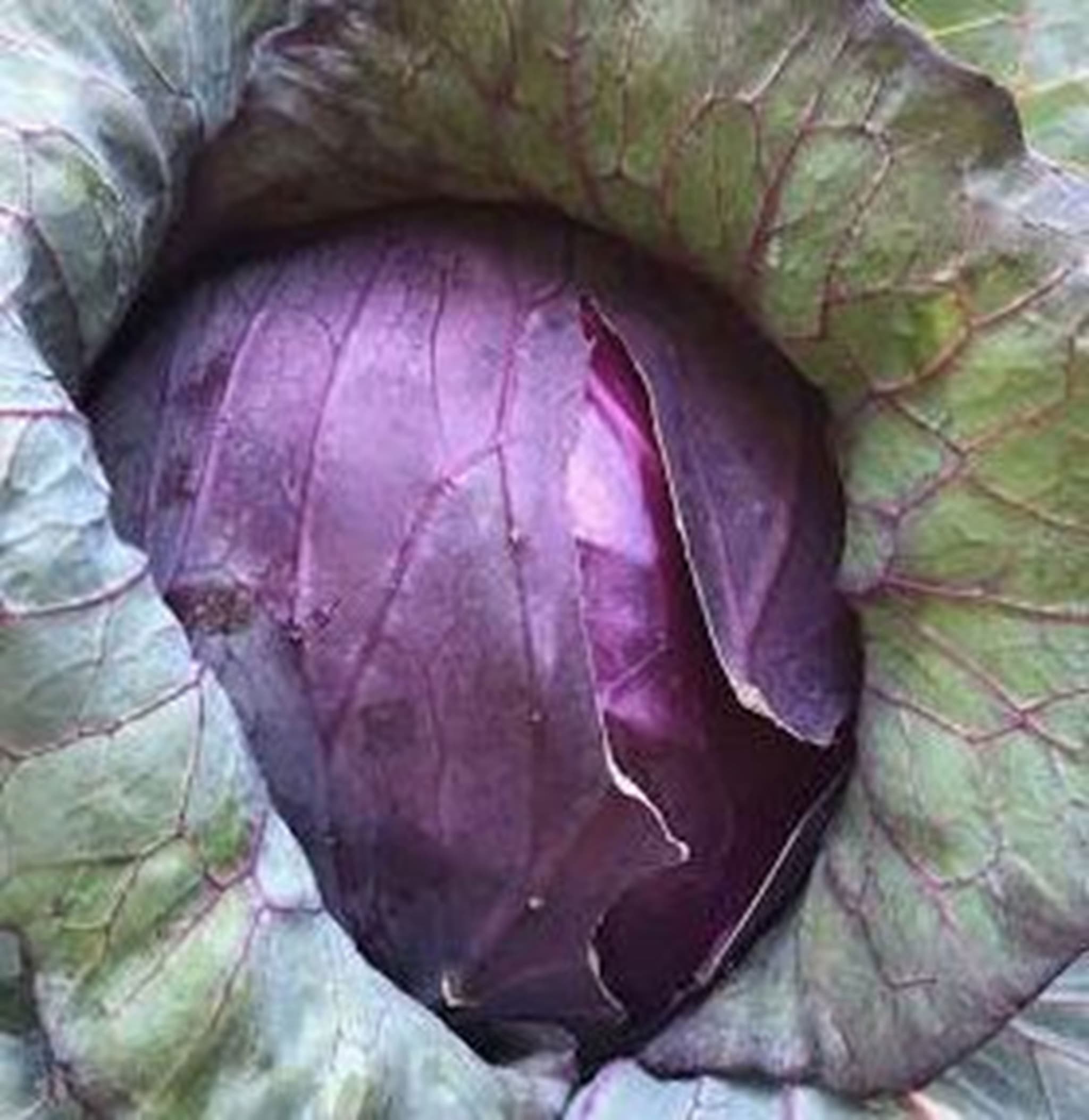 Cabbage, Red