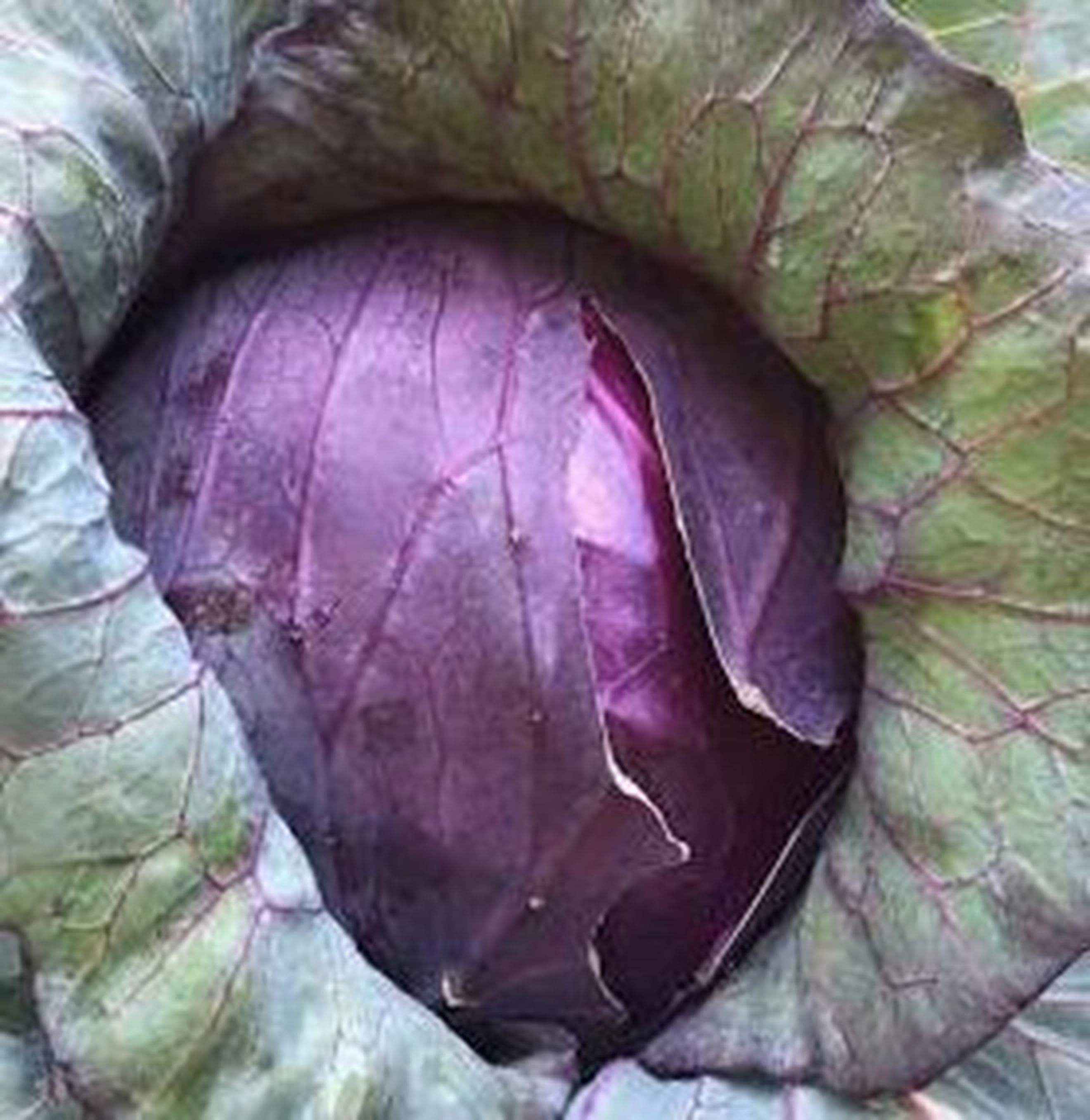 Cabbage, Red