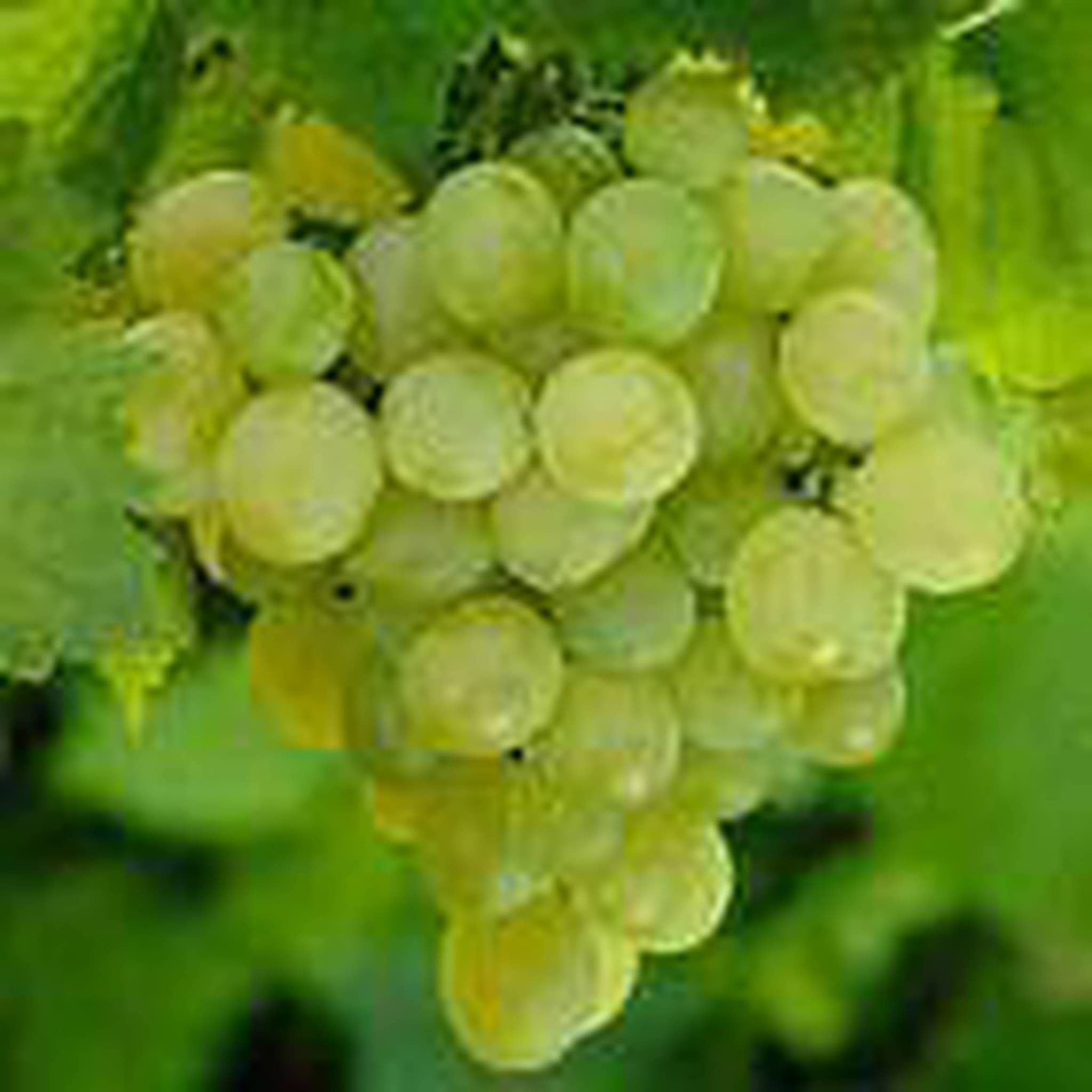 Grape - White