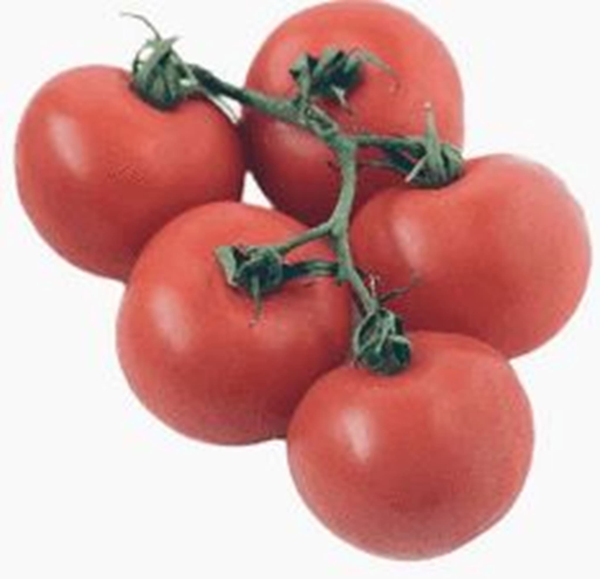 Tomato, Vine