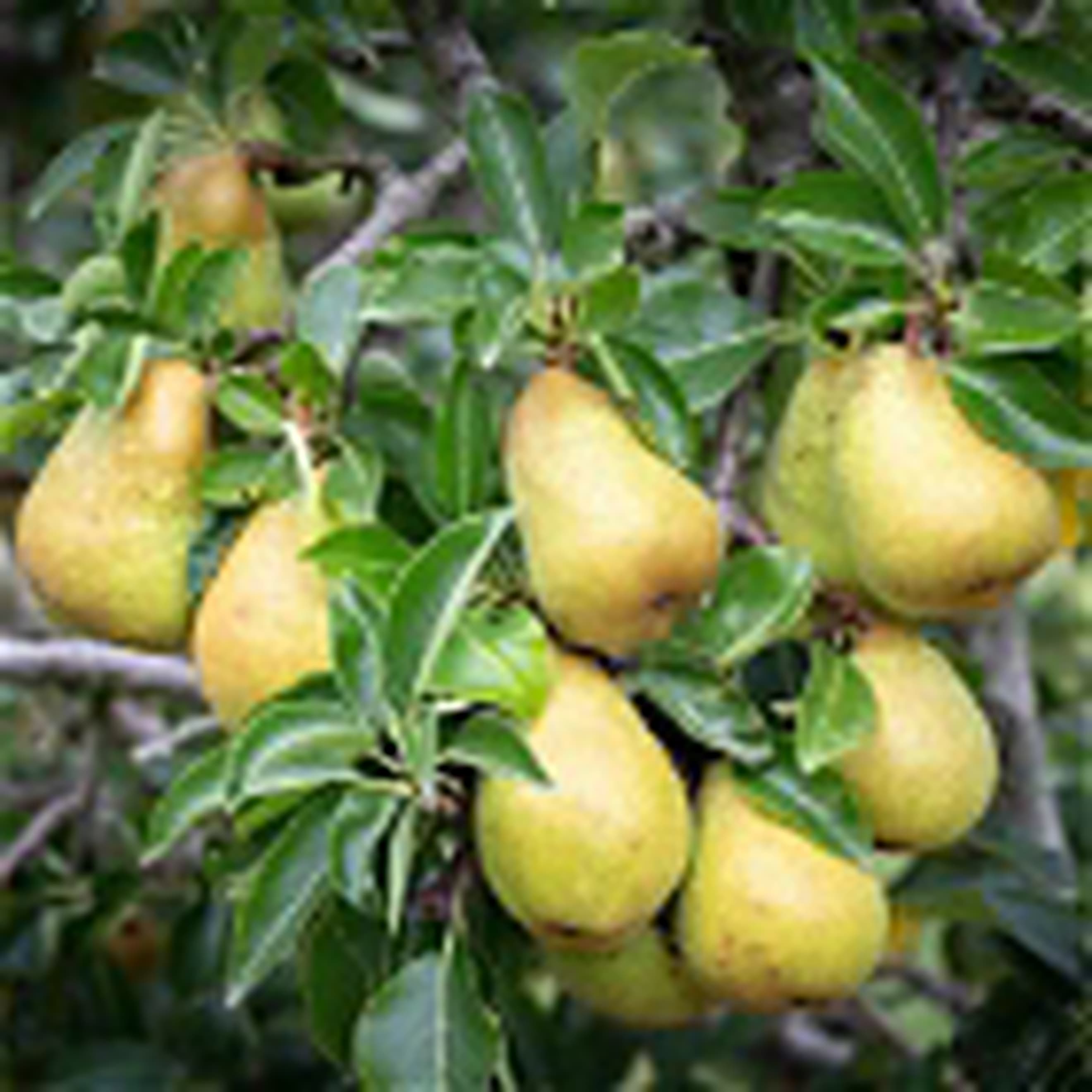 Pear. William