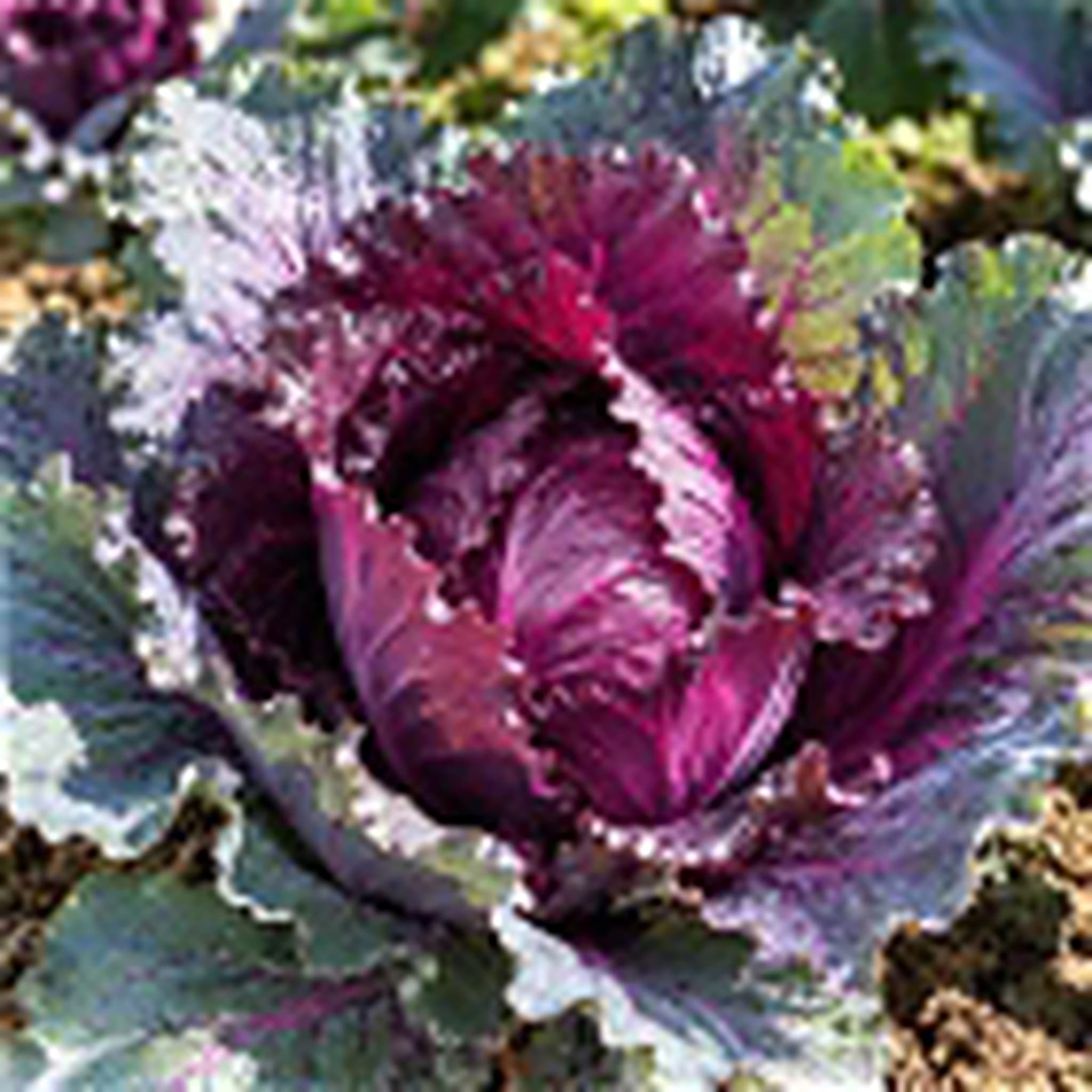 Cabbage Kalibos Red