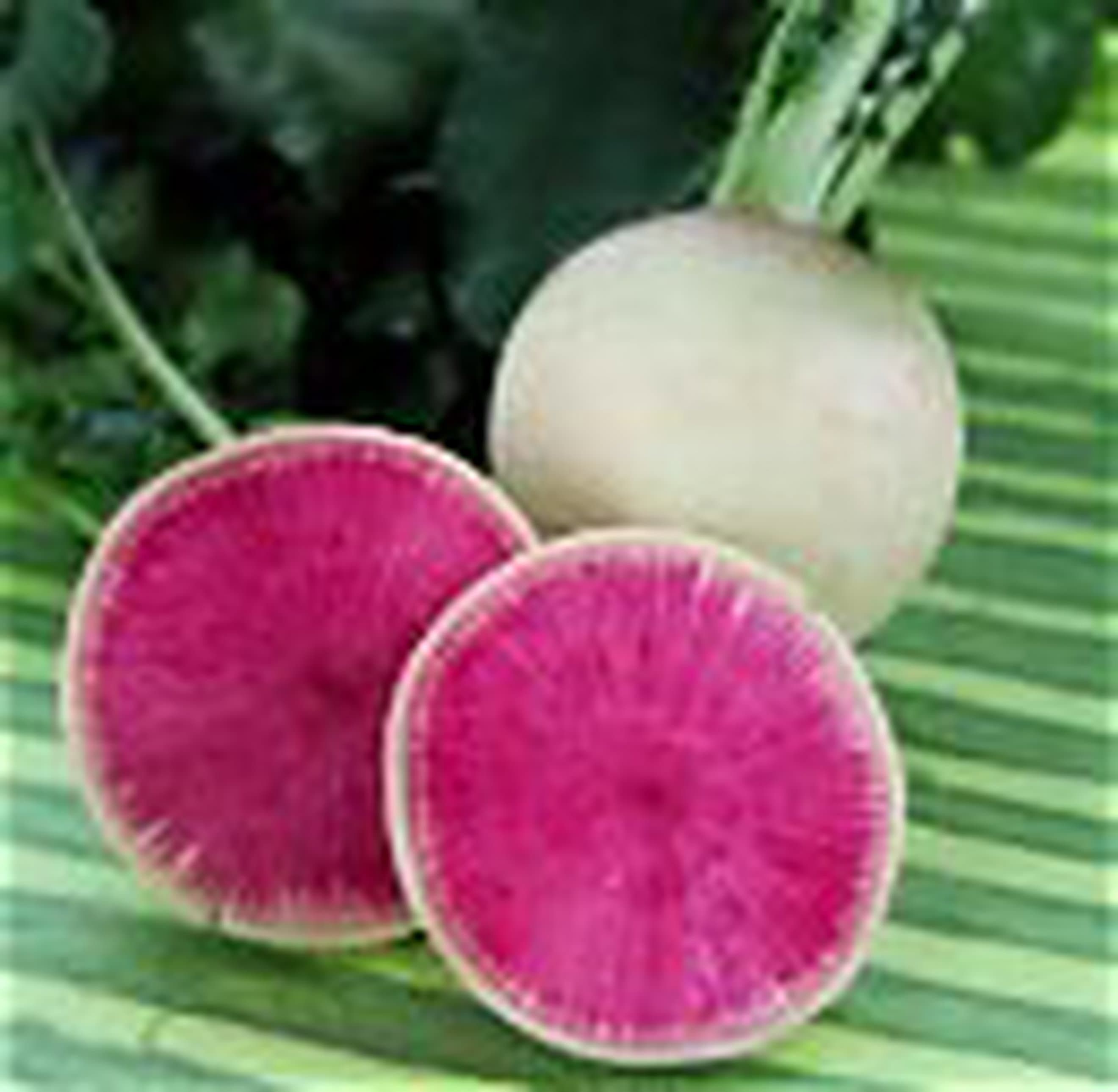 Radish Watermelon