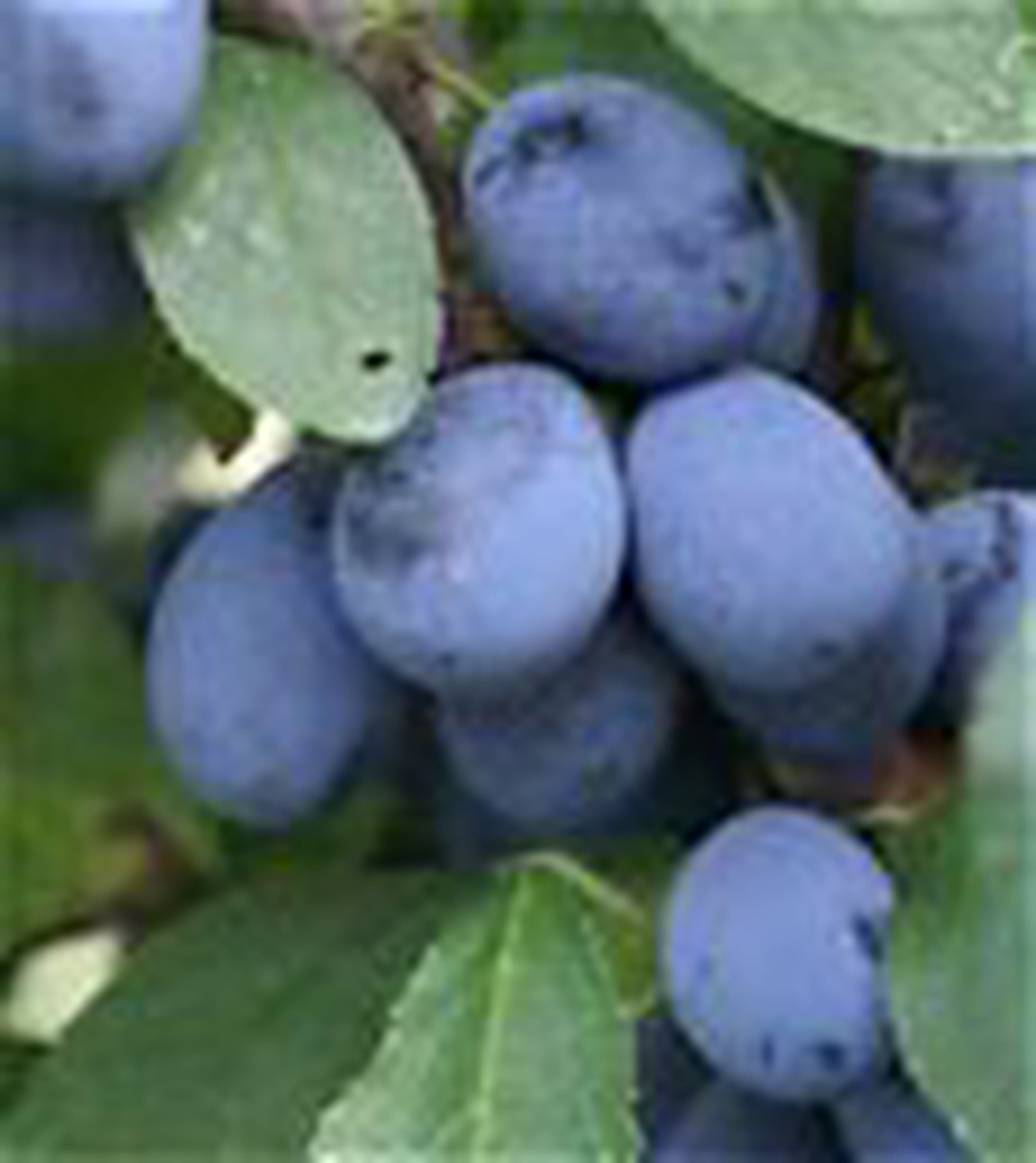 Damson Shropshire Prune