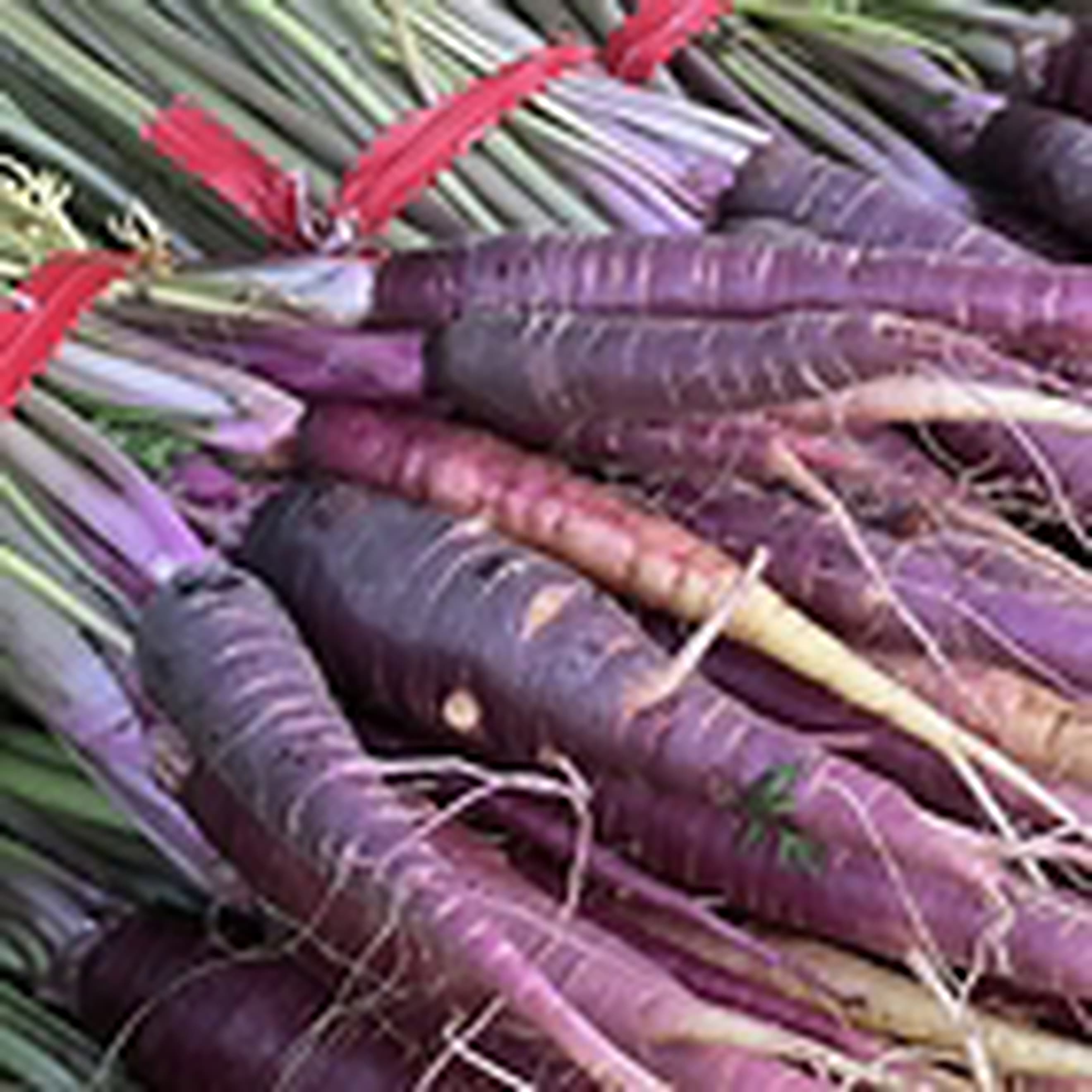 Carrot Purple. Bunched