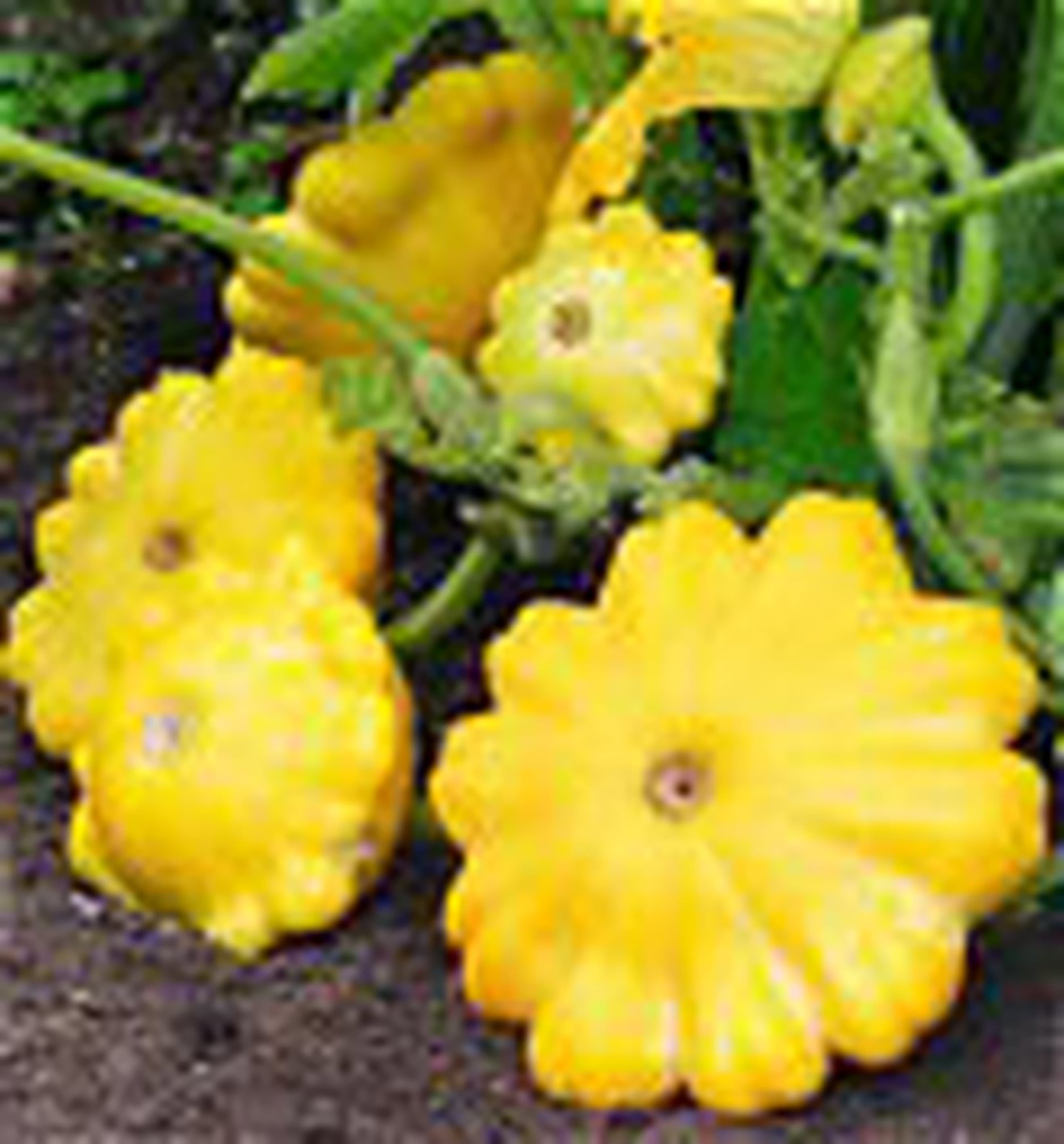 Squash Custard Yellow