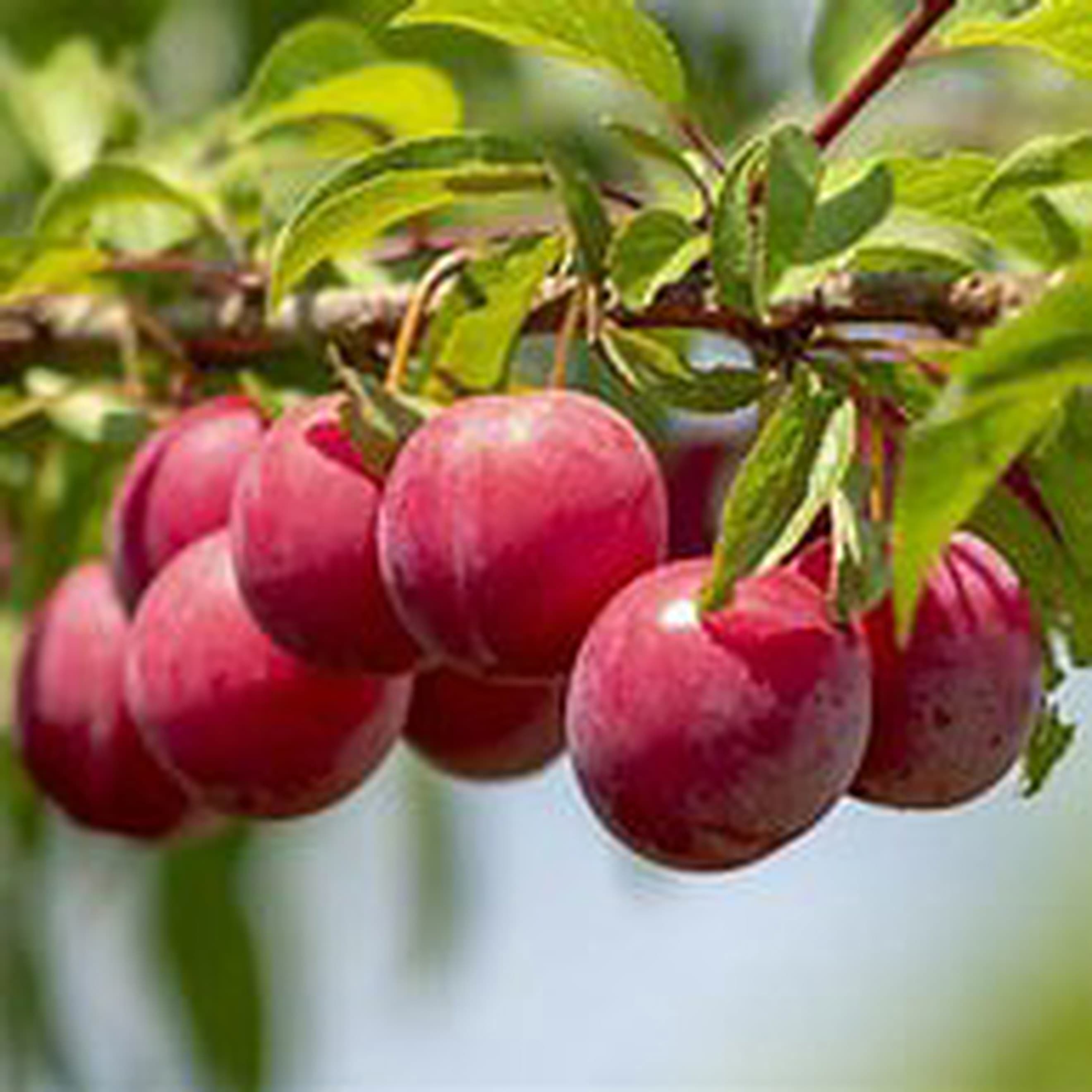 Plum. Heron Purple