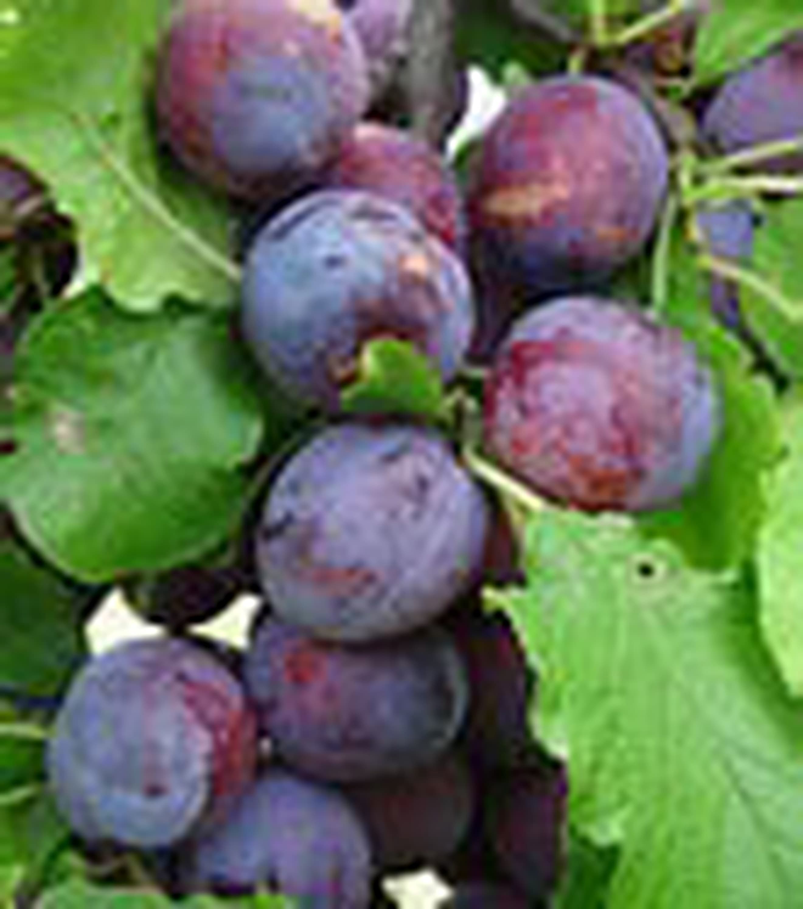 Plum. Sanctus Hubertus Purple