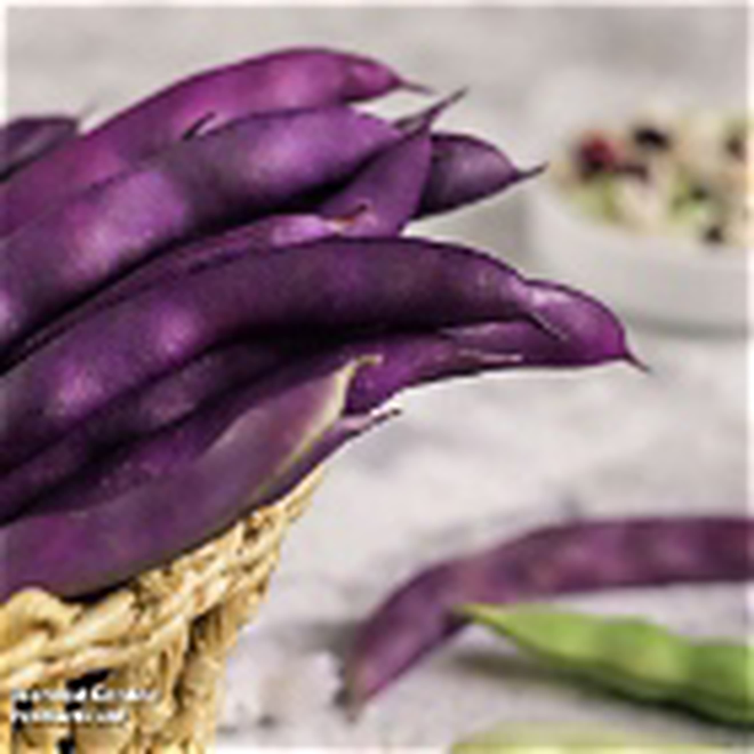 Bean French Blauhilde