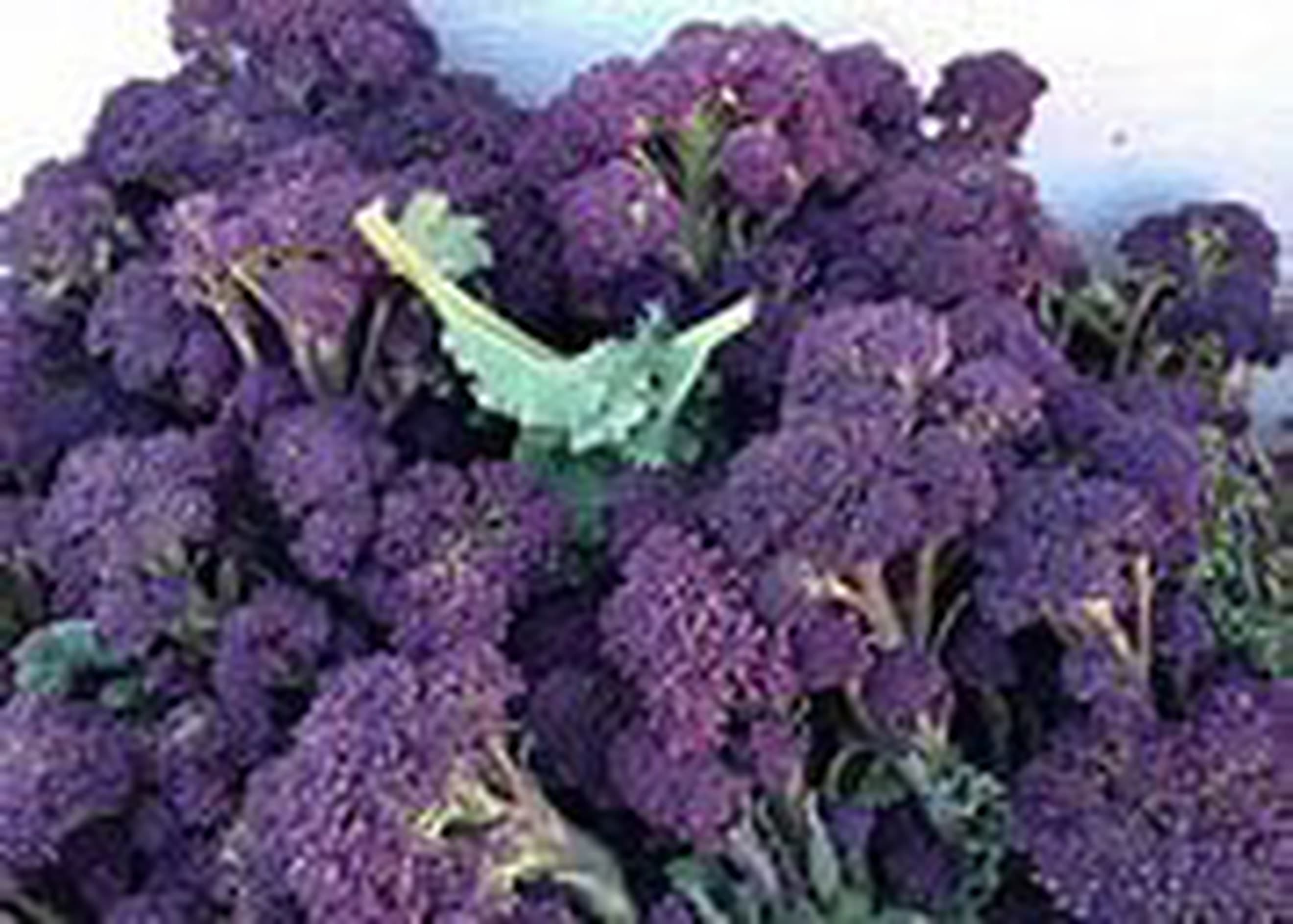 Broccoli Cape Purple
