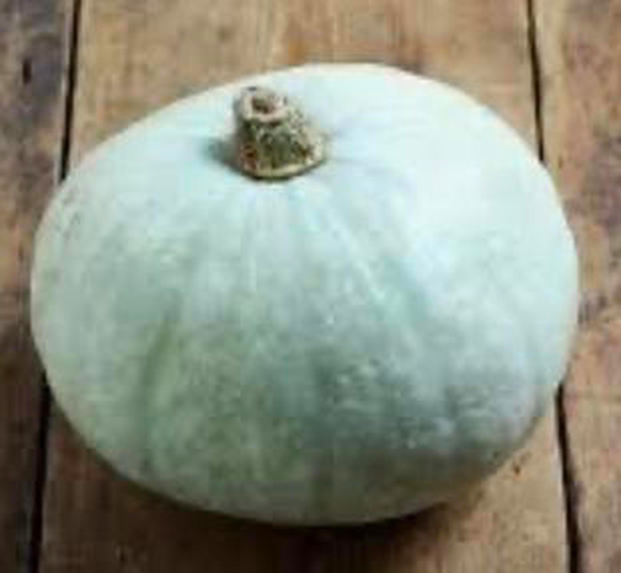 Squash, Crown Prince mini 🇬🇧