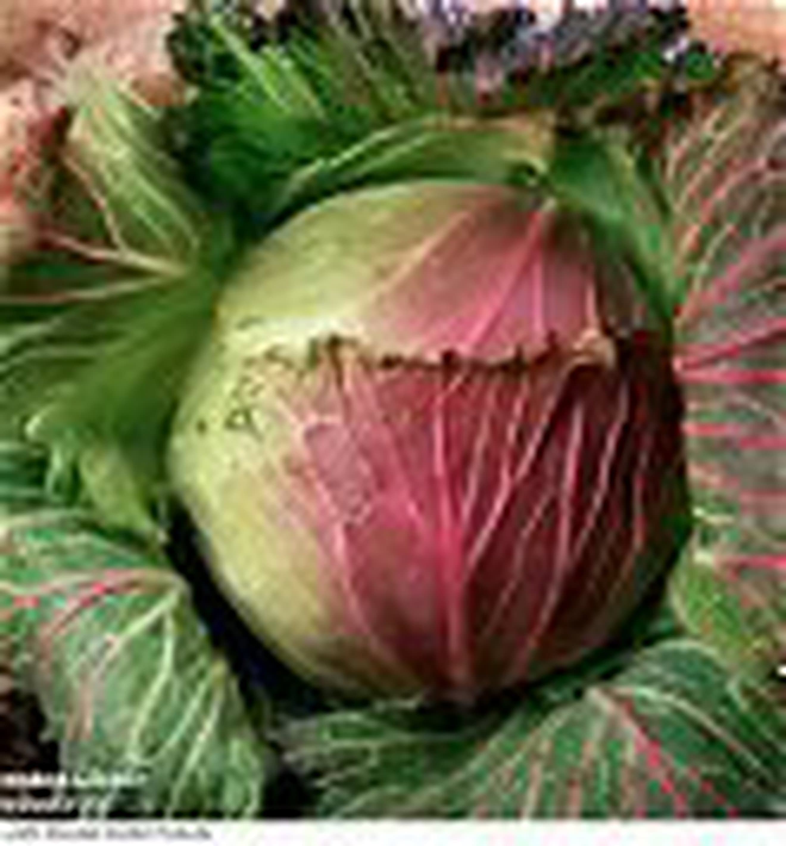 January King Cabbage