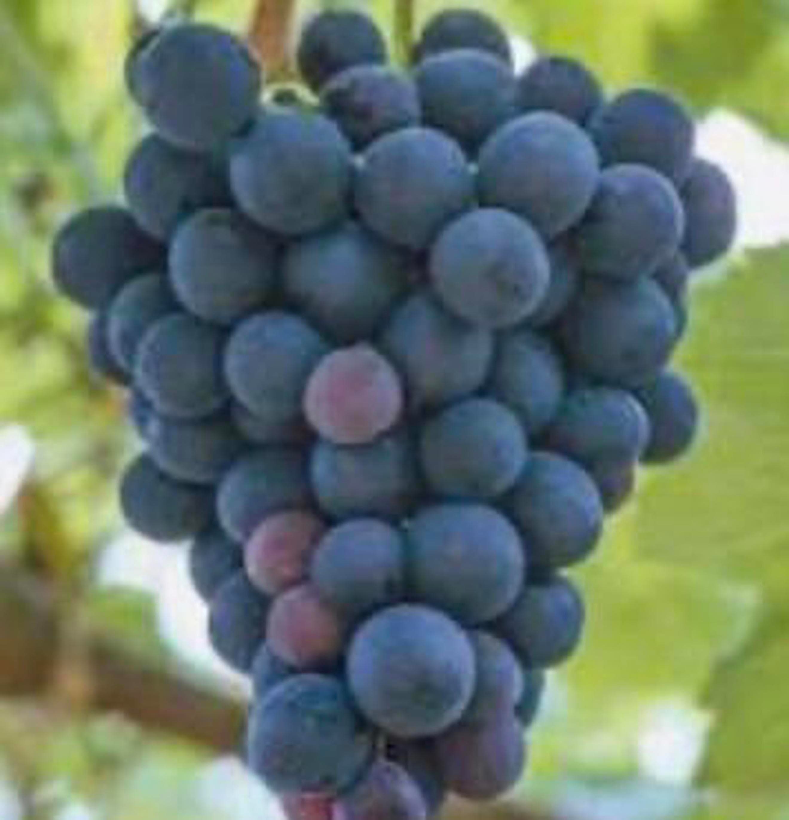 Grape 🇫🇷