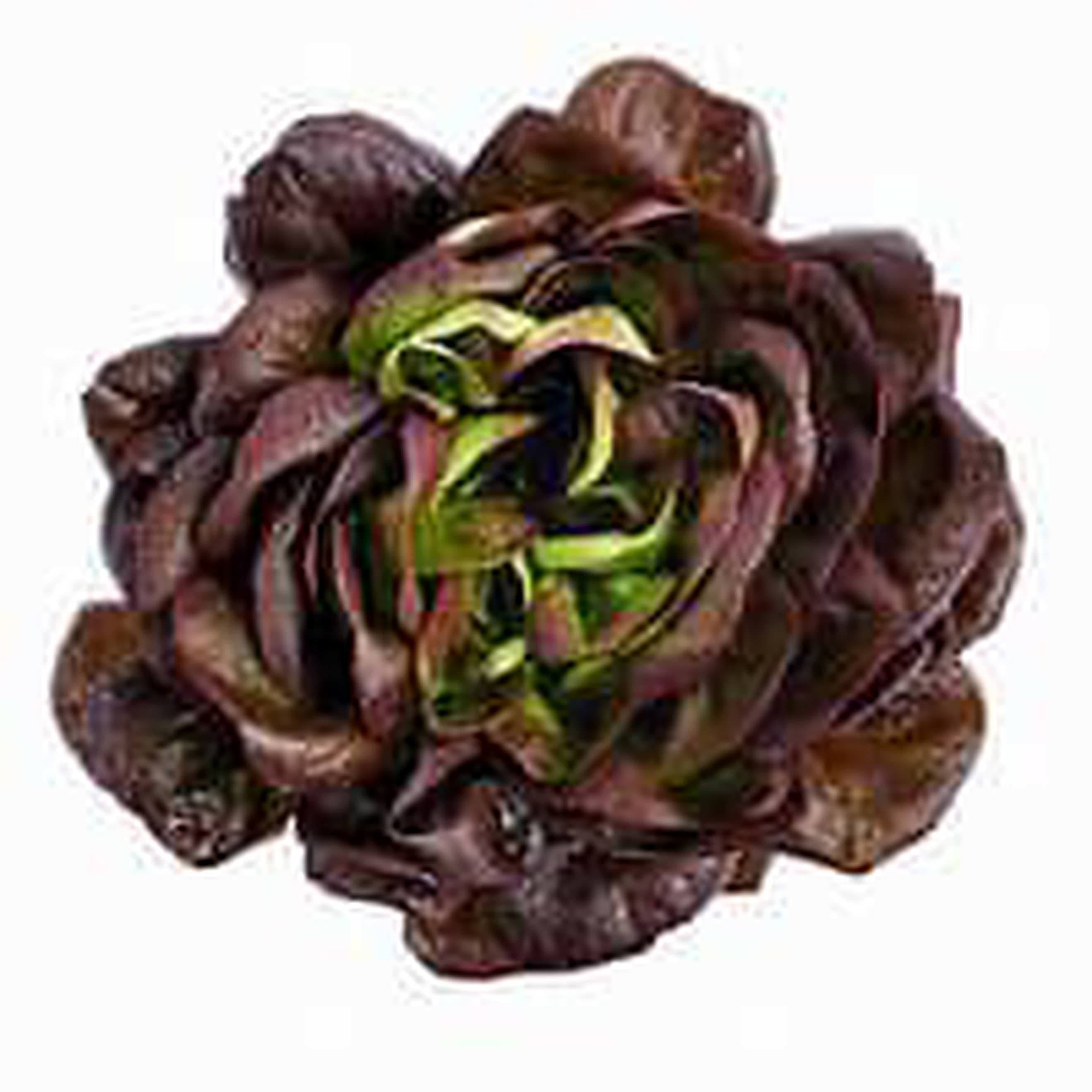 Lettuce butterhead red