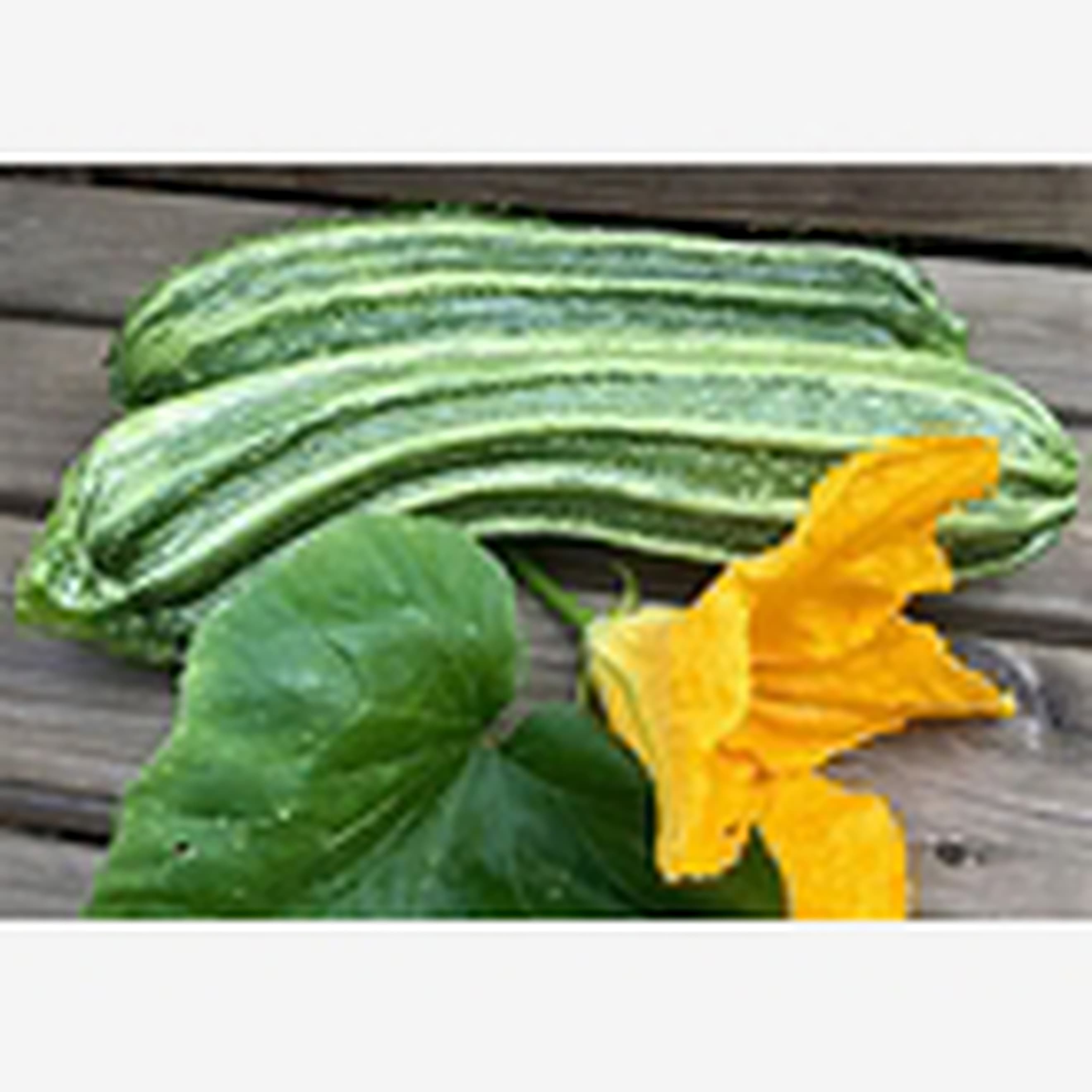 Courgette Romana