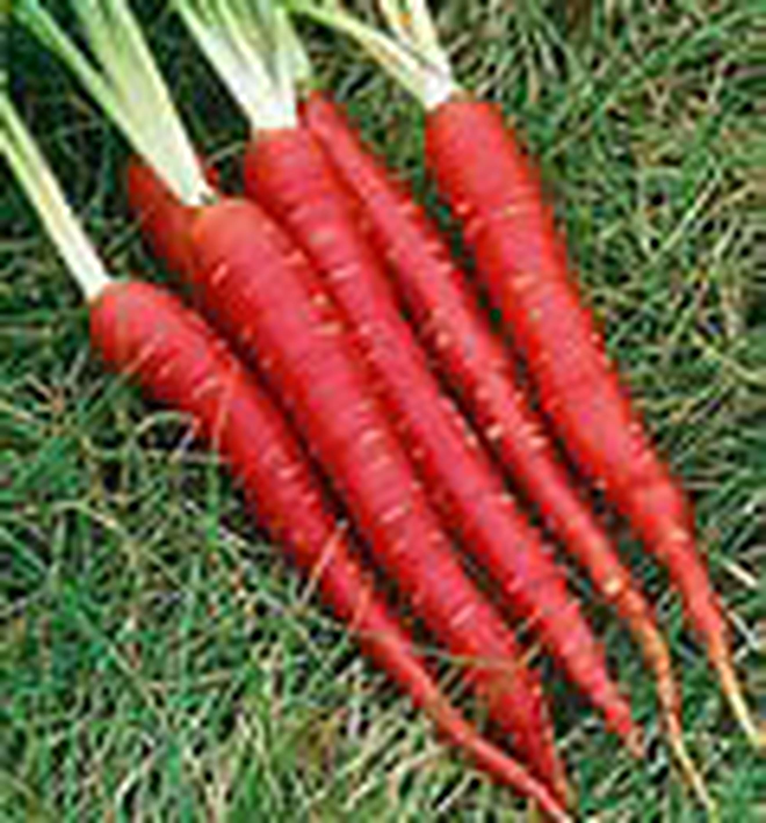 Carrot / red dirty
